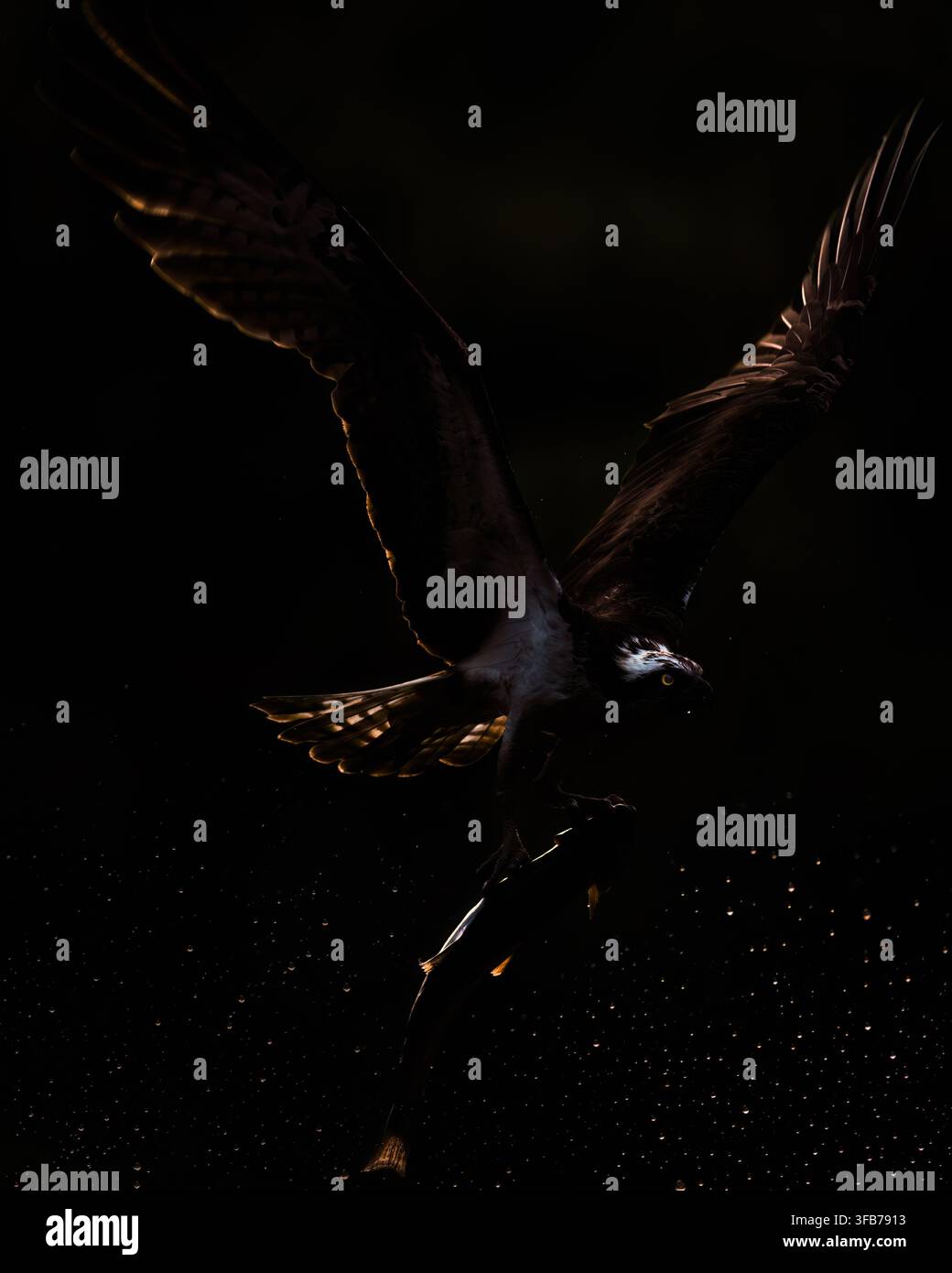 Ein von der Seite beleuchteter Fischadler (Pandion haliaetus), der im Morgengrauen mit einem Fisch in seinen Krallen abhebt, Schottland Stockfoto