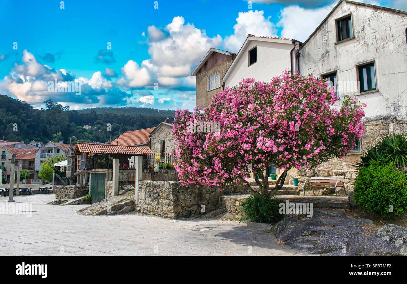 Arquitectura y árbol en flor en la Villa gallega de Combarros, España Stockfoto