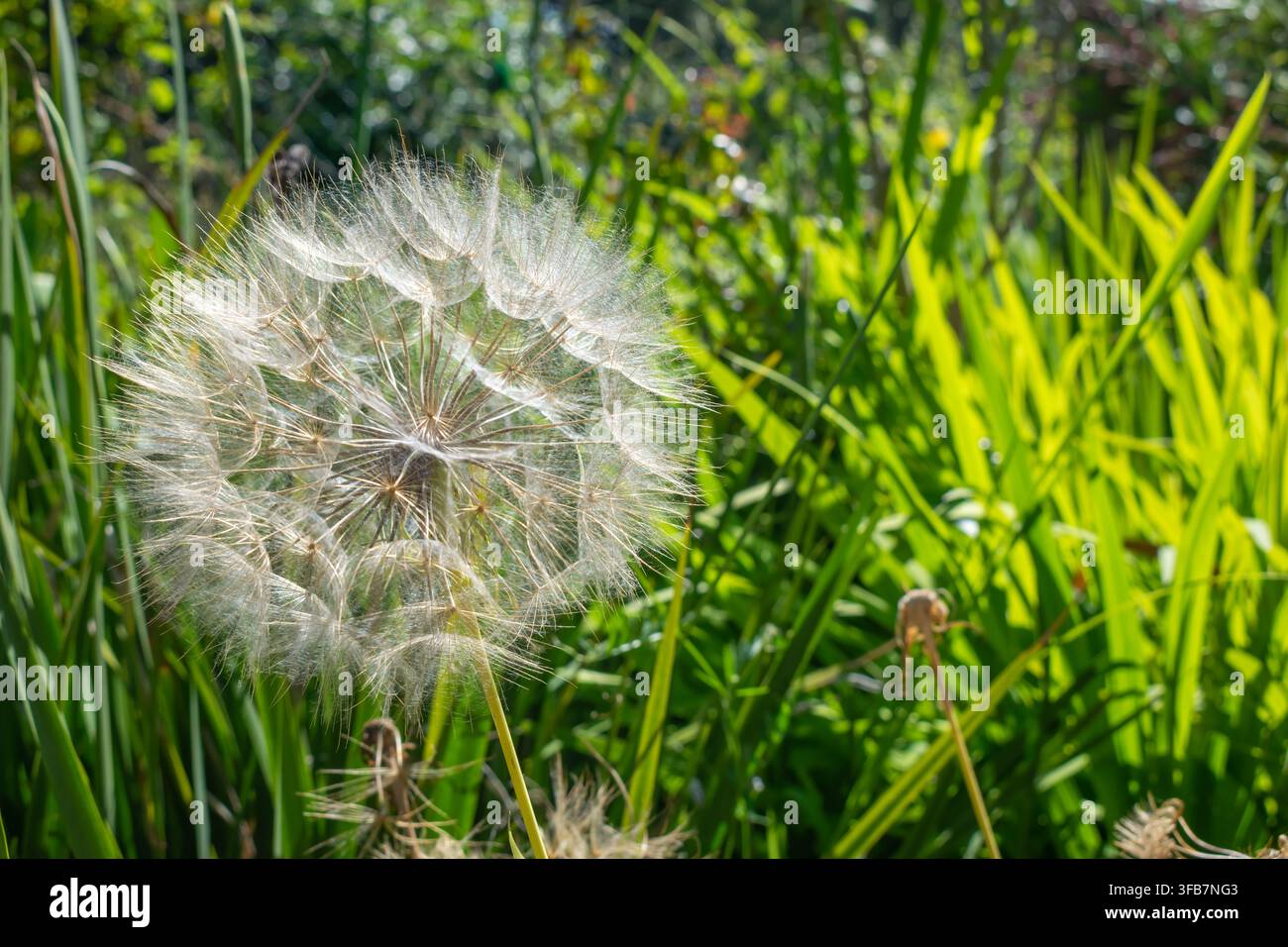 Hermoso diente de León sobre fondo verde de hierba Stockfoto