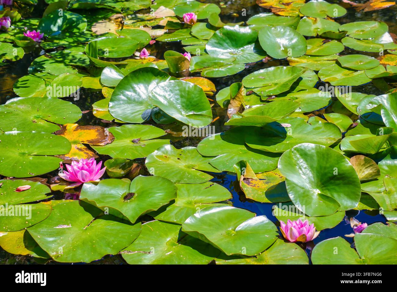 Grüne Blätter und farbige Seerosenblüte in einem Teich eines Parks in Vigo, Spanien Stockfoto