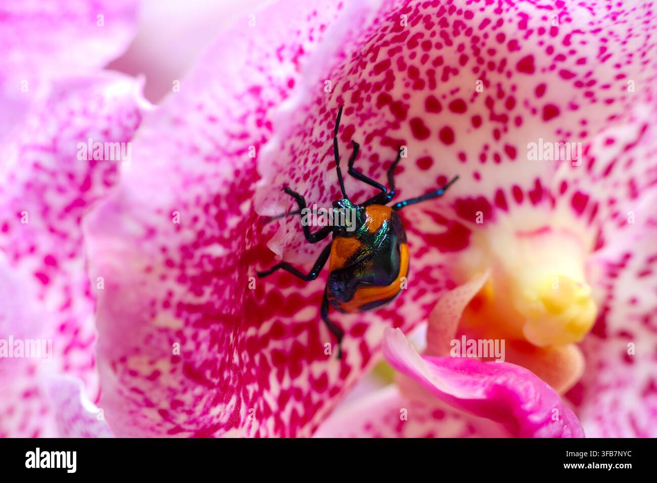Eine rosa Orchideenblüte mit einem bunten Käfer, der auf gefleckten Blütenblättern ruht, im Nahaufnahme, wodurch eine lebendige natürliche Makroszene mit feinen Blumendetails entsteht und in Stockfoto