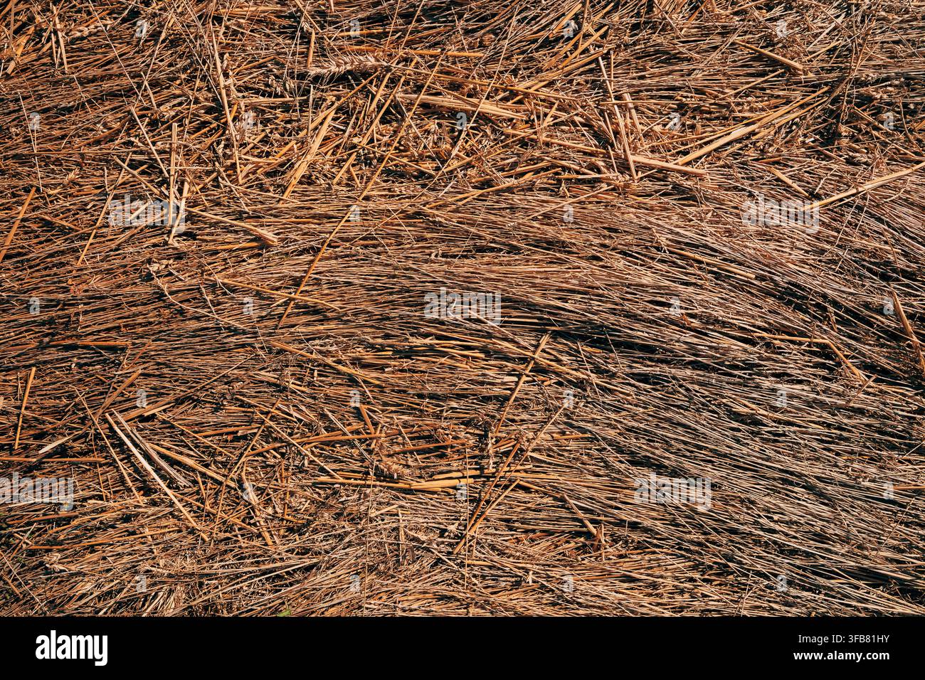 Ansicht von oben über abgeflachtes trockenes Gras und verdorrtes Stroh. Konzept von saisonaler Dürre, landwirtschaftlichem Ernteüberschuss, organischer Mulchtextur und Trockenheit Stockfoto
