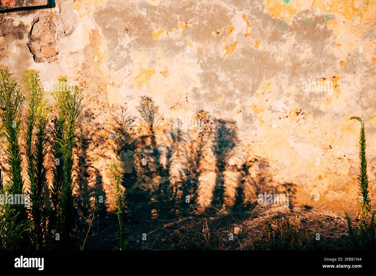 Wildpflanzen, die lange Schatten auf eine rustikale gelbe Wand werfen. Konzept des urbanen Naturwachstums, Sommerlichttexturen, minimalistische botanische Hintergründe Stockfoto