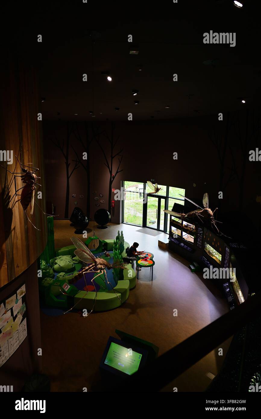 Interaktives Mückenexponat im Biodiversitäts- und Bildungszentrum mit überdimensionalen Insektenmodellen und Bildungs-Spielbereich - Kumak In Urwitałt. Stockfoto