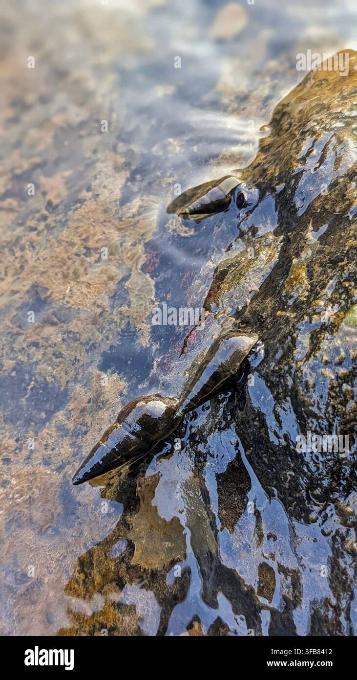 Nahaufnahme von kegelförmigen Süßwasserschnecken, die an einer nassen Felsoberfläche am Flussufer haften - Smartphone-aufgenommenes Stockfoto