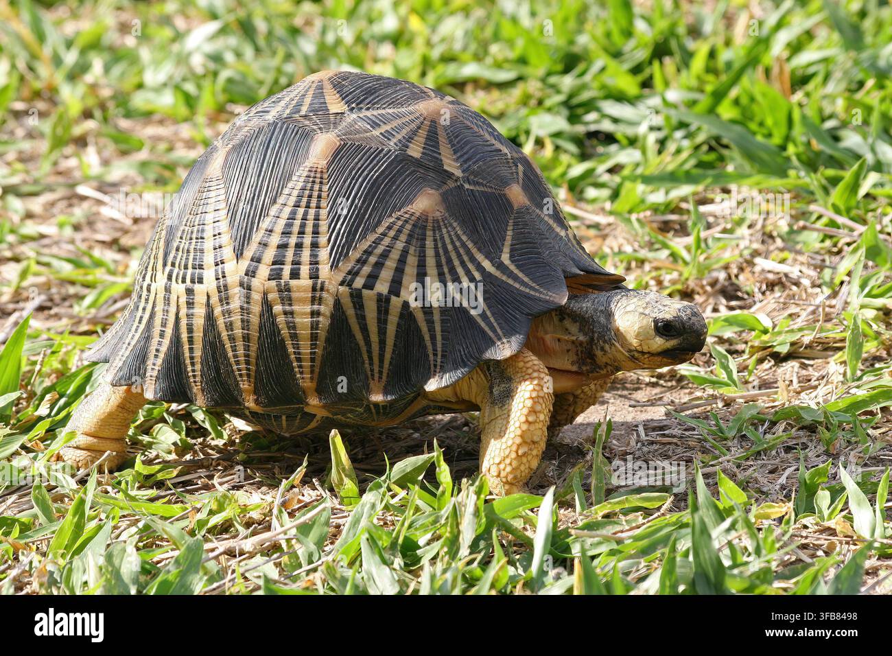 Strahlen-Schildkröte Astrochelys radiata auf Gras im Isalo-Nationalpark, Madagaskar Stockfoto