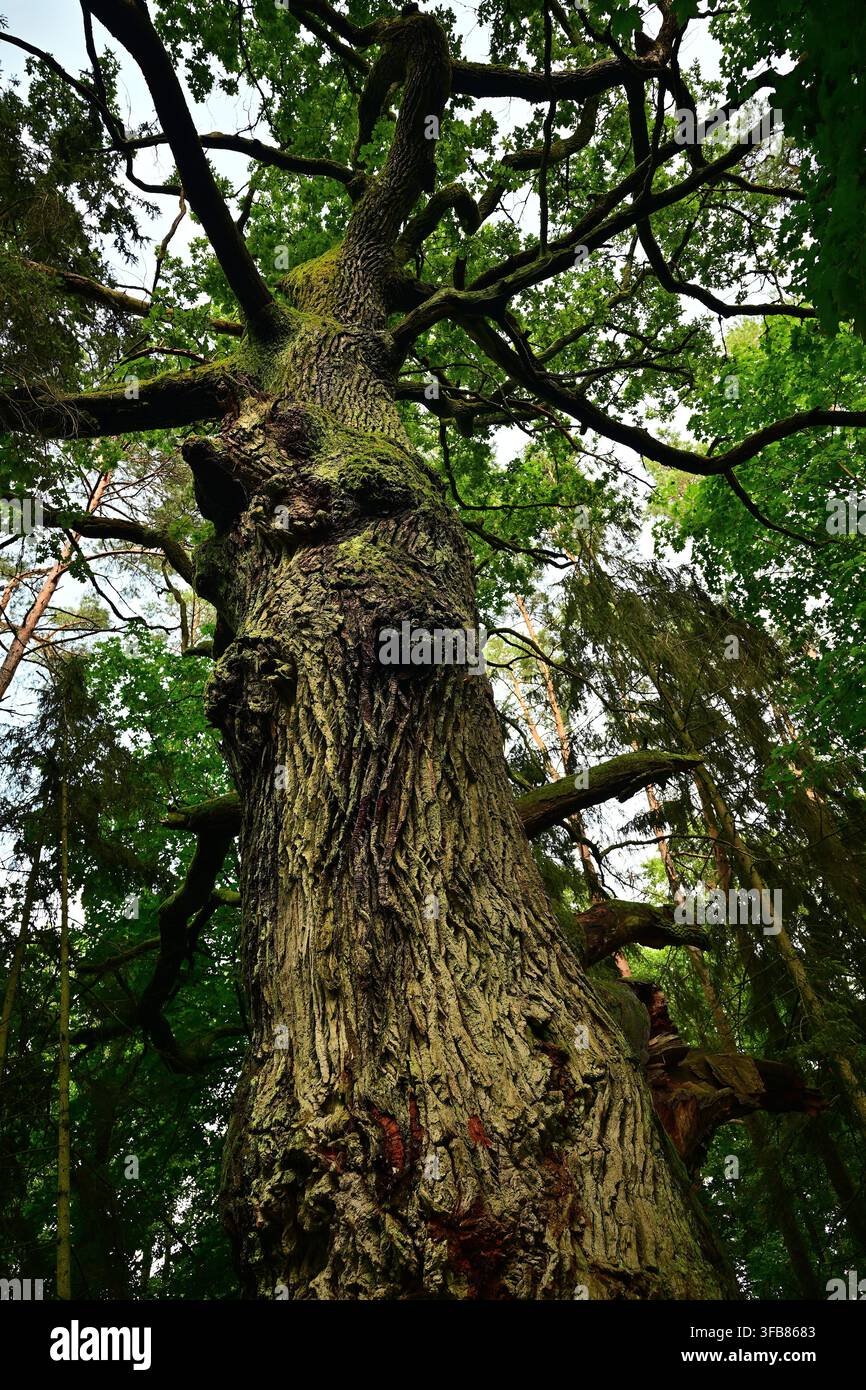 Eine alte Eiche, bedeckt mit Moos, in einem üppigen grünen Wald mit einer markanten Silhouette und hohen Kiefern – Bear Horn, Masuren Stockfoto