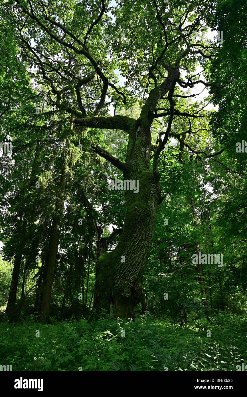 Eine alte Eiche, bedeckt mit Moos, in einem üppigen grünen Wald mit einer markanten Silhouette und hohen Kiefern – Bear Horn, Masuren Stockfoto