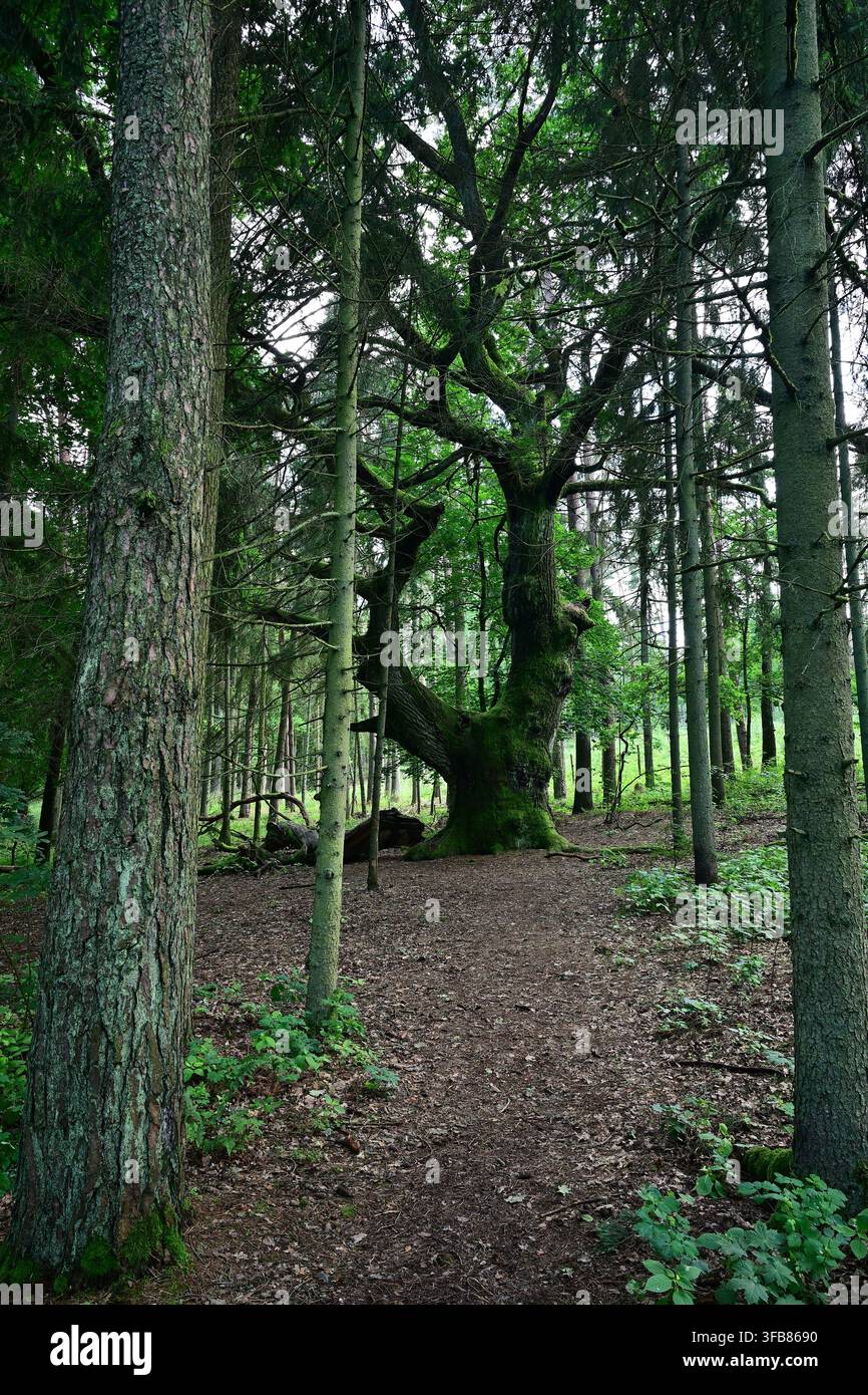 Eine alte Eiche, bedeckt mit Moos, in einem üppigen grünen Wald mit einer markanten Silhouette und hohen Kiefern – Bear Horn, Masuren Stockfoto