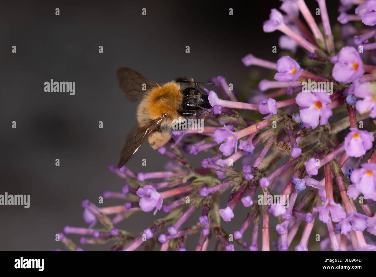 Bio-Vielfalt - Bombus pascuorum - Fliegende Hummel, die sich an Blumen des Schmetterlingsbusches nährt Stockfoto