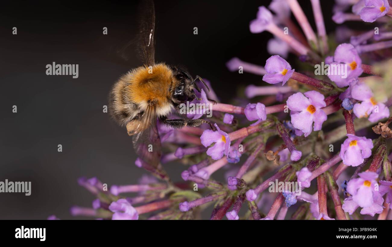 Bio-Vielfalt - Bombus pascuorum - Fliegende Hummel, die sich an Blumen des Schmetterlingsbusches nährt Stockfoto