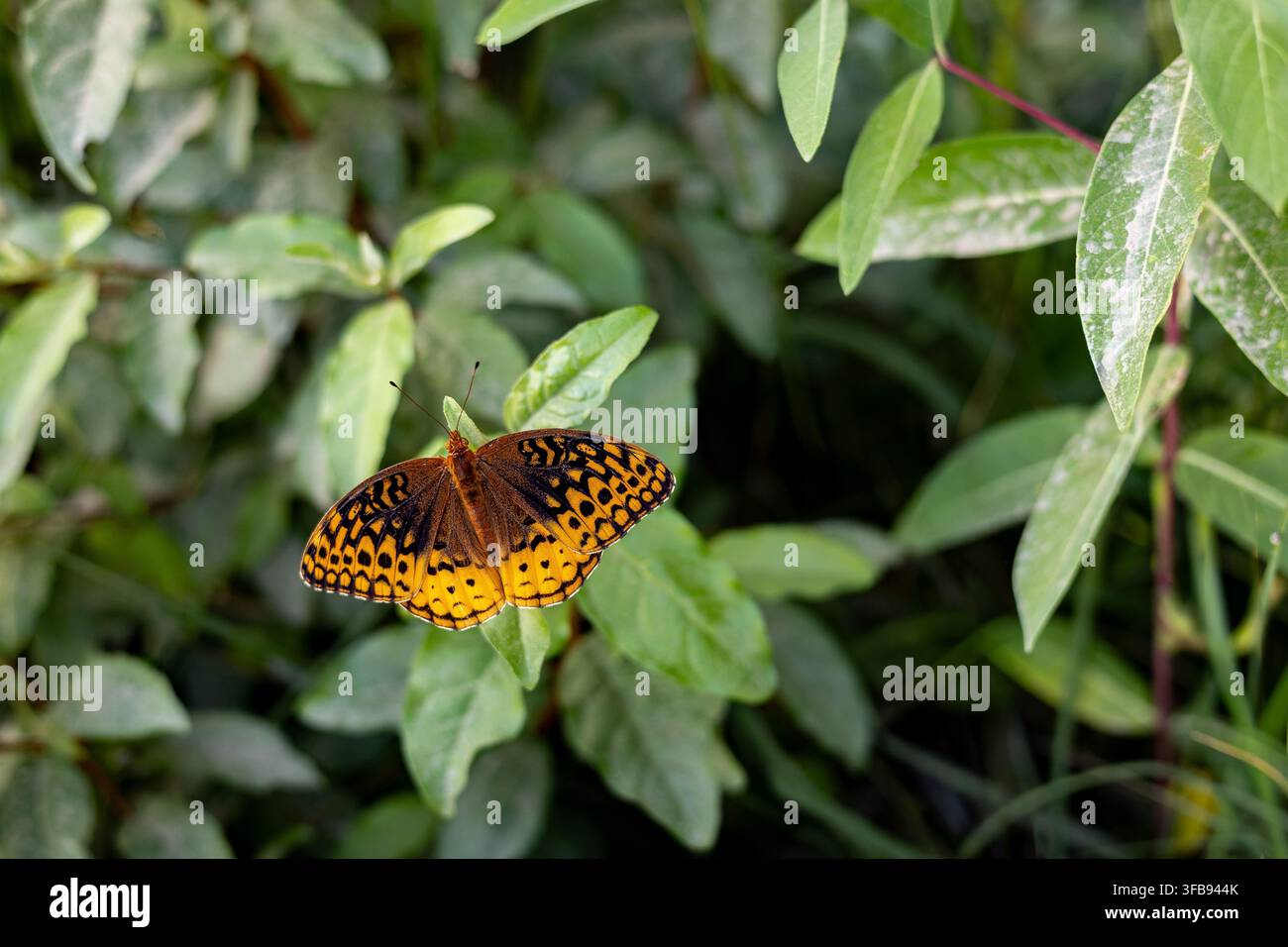 Ein großer Schmetterling mit funkelnden Flecken (Speyeria cybele) ruht auf dem Laub eines Herbst-Olivenstrauchs (Elaeagnus umbellata) in Virginia. Stockfoto
