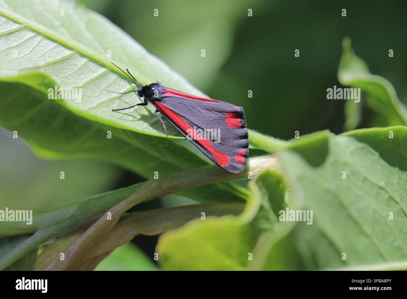 Der Zinnoberfalter (Tyria jacobaeae) ist ein leuchtend gefärbter Arctiinae-Falter, der als einheimische Art in Europa und im Westen und Zentrum Asiens vorkommt Stockfoto