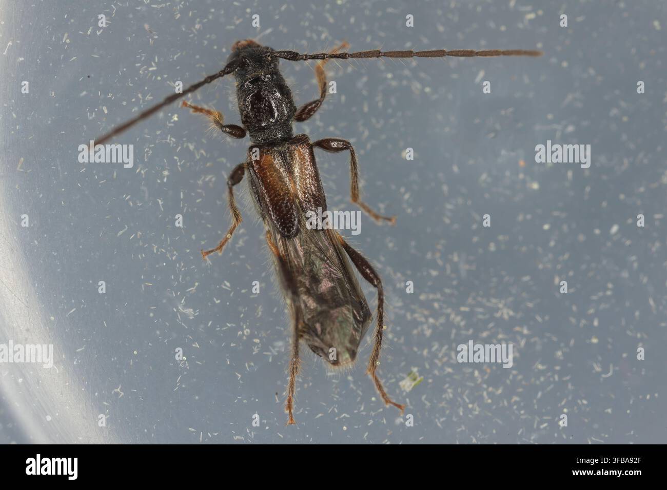 Lonhorn-Käfer (Molorchus umbellatarum). Eine Art von kleinem Käfer in der Familie der Cerambycidae mit kurzen Flügeldecken. Stockfoto
