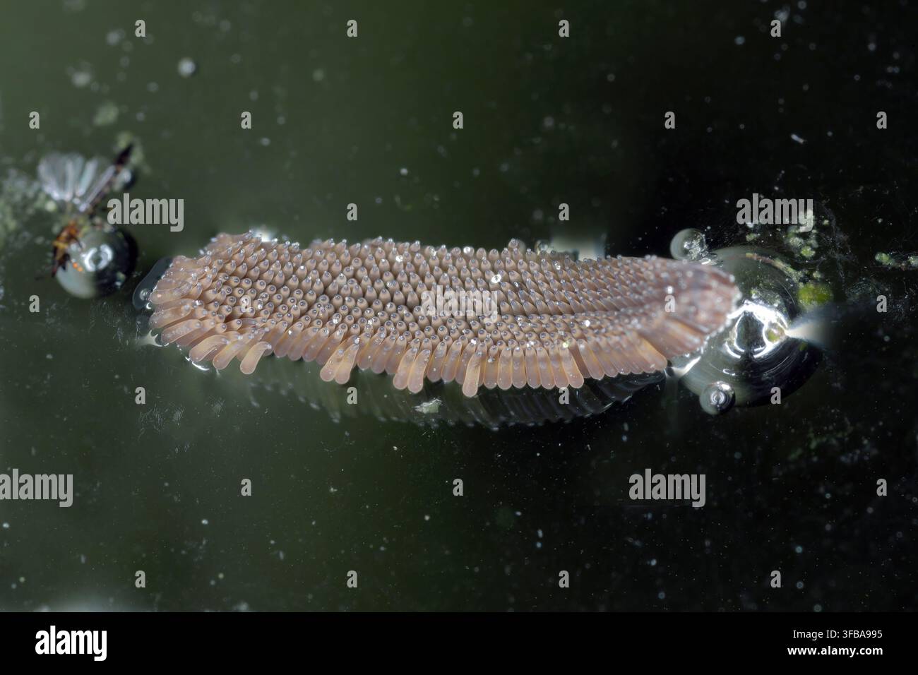 Hausmücke, nördliche gemeine Hausmücke, gemeine Gnatt, Hausgnat (Culex pipiens), Eier auf Wasseroberfläche Stockfoto