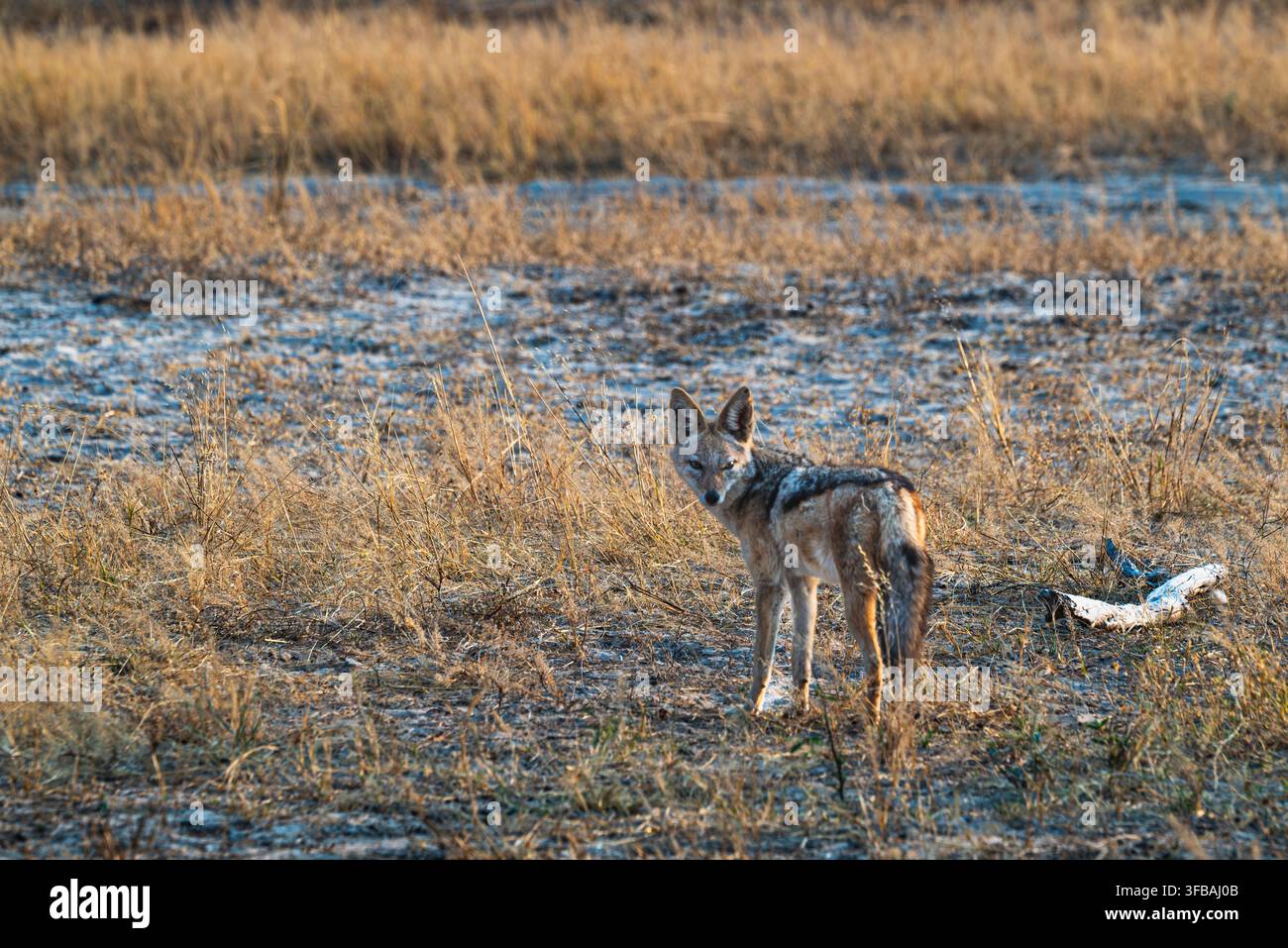Schwarzrücken-Schakal (Canis mesomelas) in trockenem Savannengrasland, Hwange-Nationalpark, Simbabwe, Südliches Afrika. Stockfoto