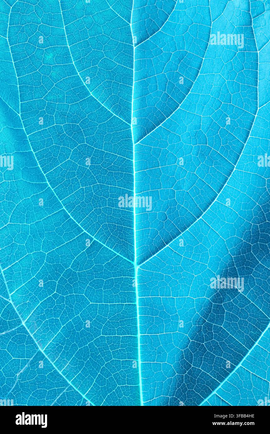 Nahaufnahme der Textur eines blauen Baumblatts, das seine Adern zeigt Stockfoto
