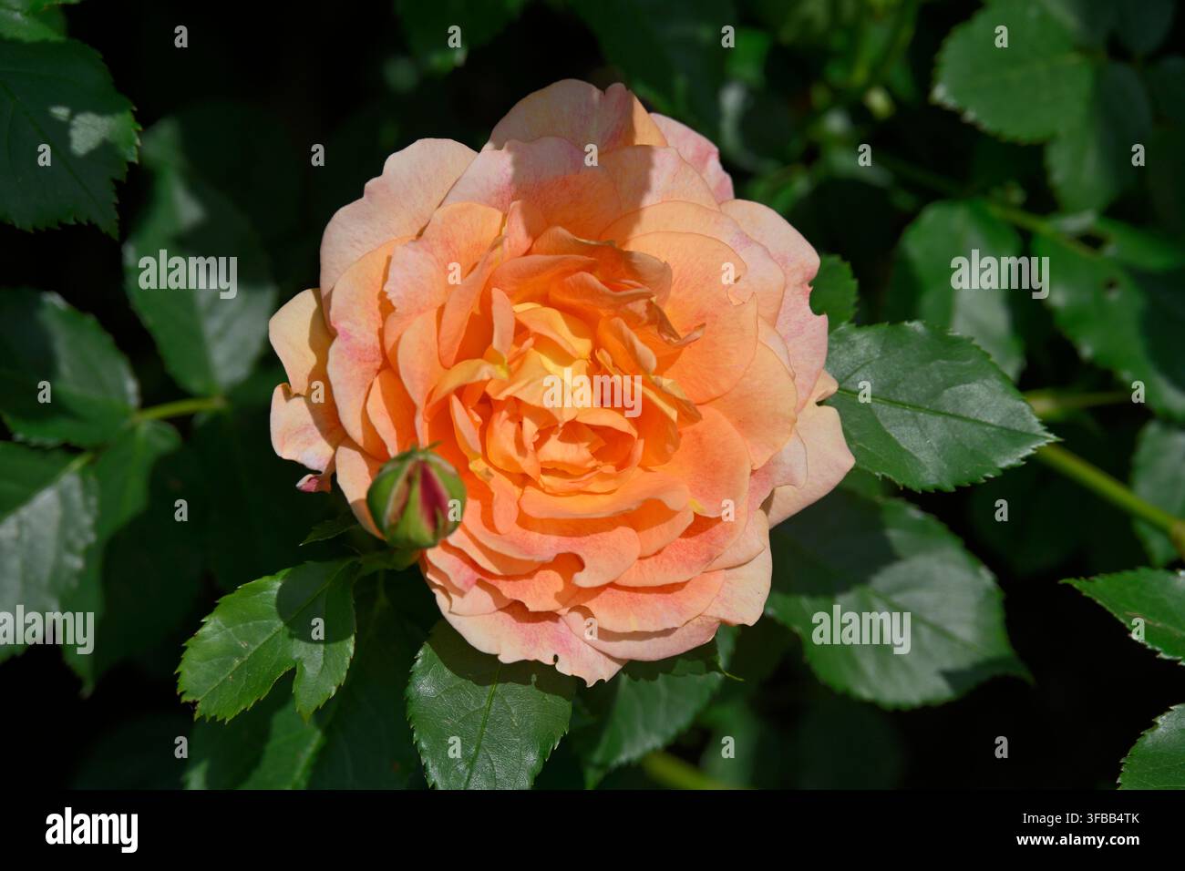 weiche orangefarbene Blüten der David Austen englischen Strauchrose, Rosa Lady of Shallot, die im Mai in einem UK-Garten wächst Stockfoto