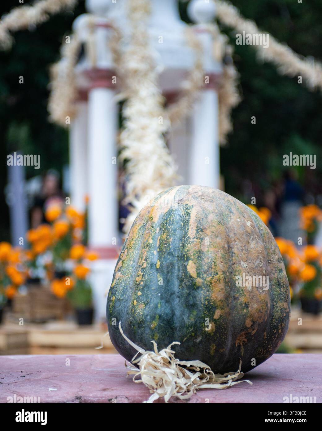 Rustikaler grüner Kürbis, der vor einem traditionellen mexikanischen Tag-der-Toten-Altar gestellt ist, der mit Ringelblumen geschmückt ist. Stockfoto