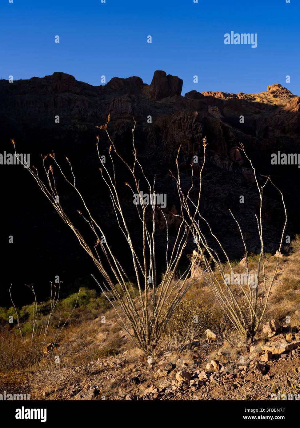 Ocotillo (auch bekannt als Fouquieria splendens) bei Sonnenuntergang. Arch Canyon Pfad, Organ Pipe Cactus National Monument. Ajo, Arizona, USA Stockfoto