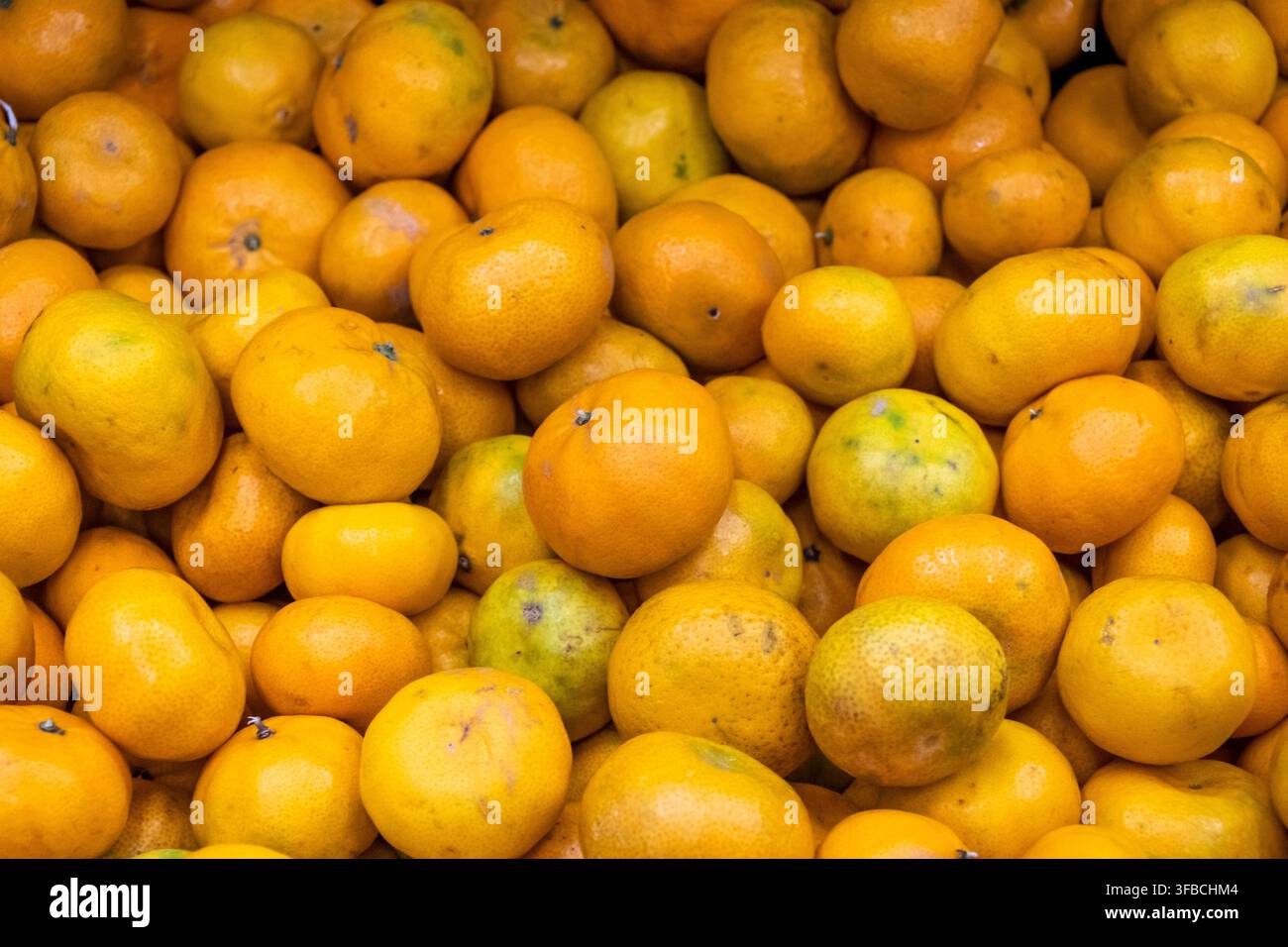 Frische Bio-Tangerinen aus Ecuador, Vollformat-Zitrus-Hintergrund Stockfoto