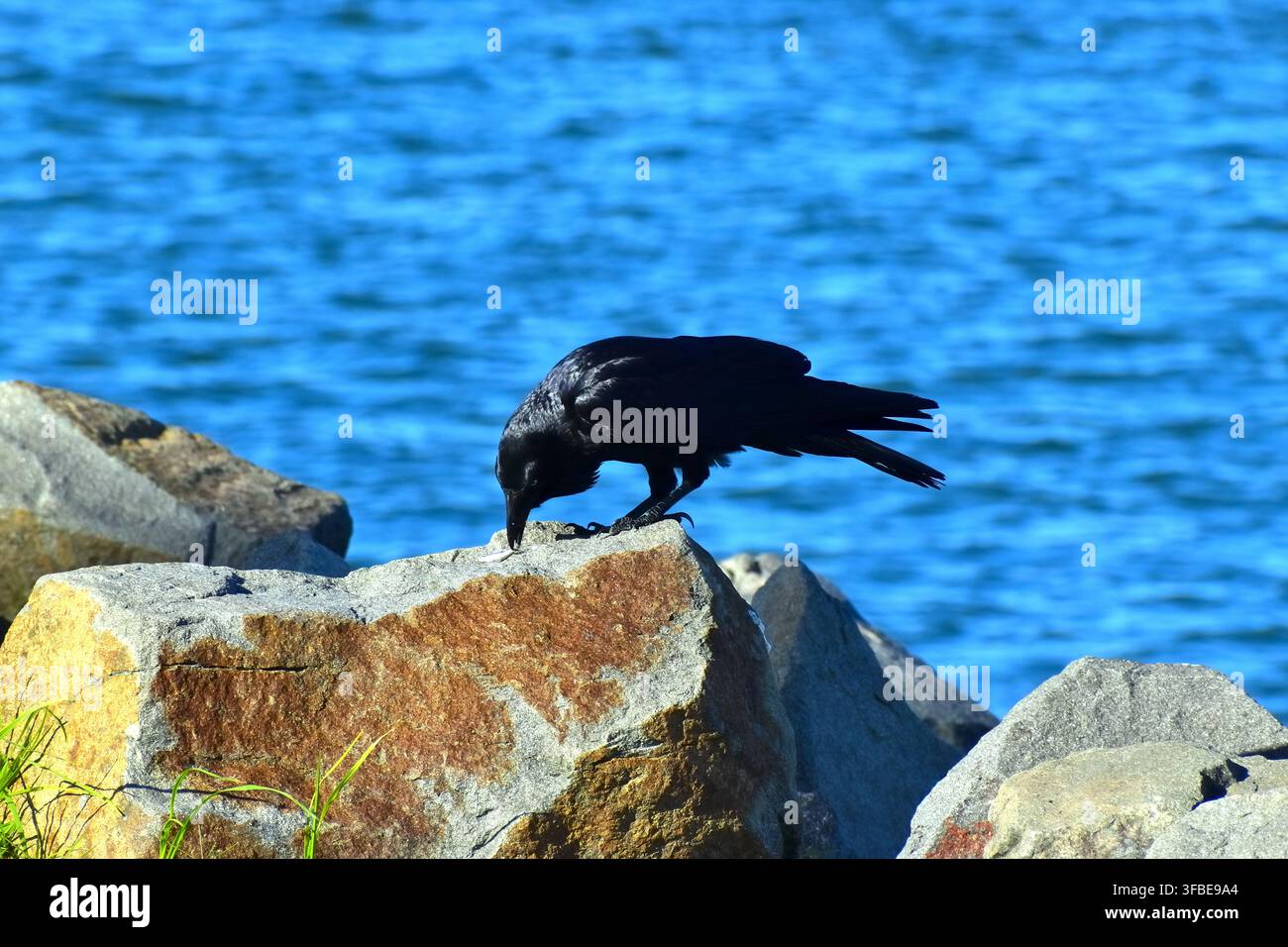 Eine schwarze Krähe beugt sich auf einem großen Uferfelsen vor und inspiziert oder pickt an seiner Oberfläche. Stockfoto