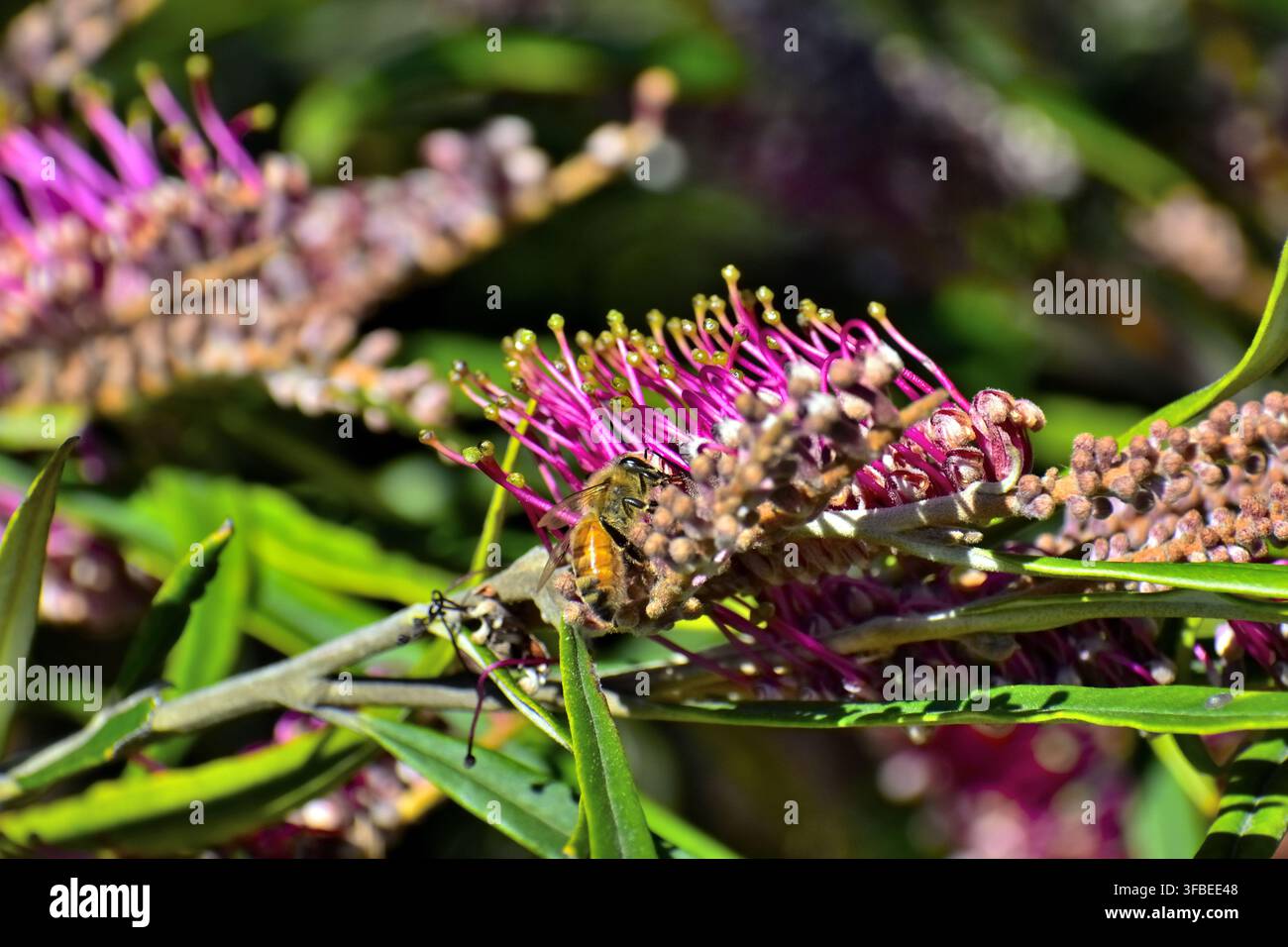 Eine Honigbiene füttert zwischen den langen, gebogenen Narben einer rosa‑ und lila Grevillea-Blüte. Stockfoto