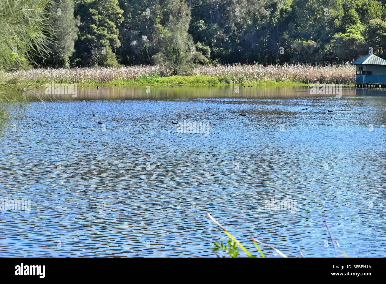 Ein ruhiger Sumpfsee ist von dichten grünen Bäumen und hohen Schilfrohren umgeben, wobei mehrere dunkle Wasservögel über die reflektierende Oberfläche gleiten. Stockfoto