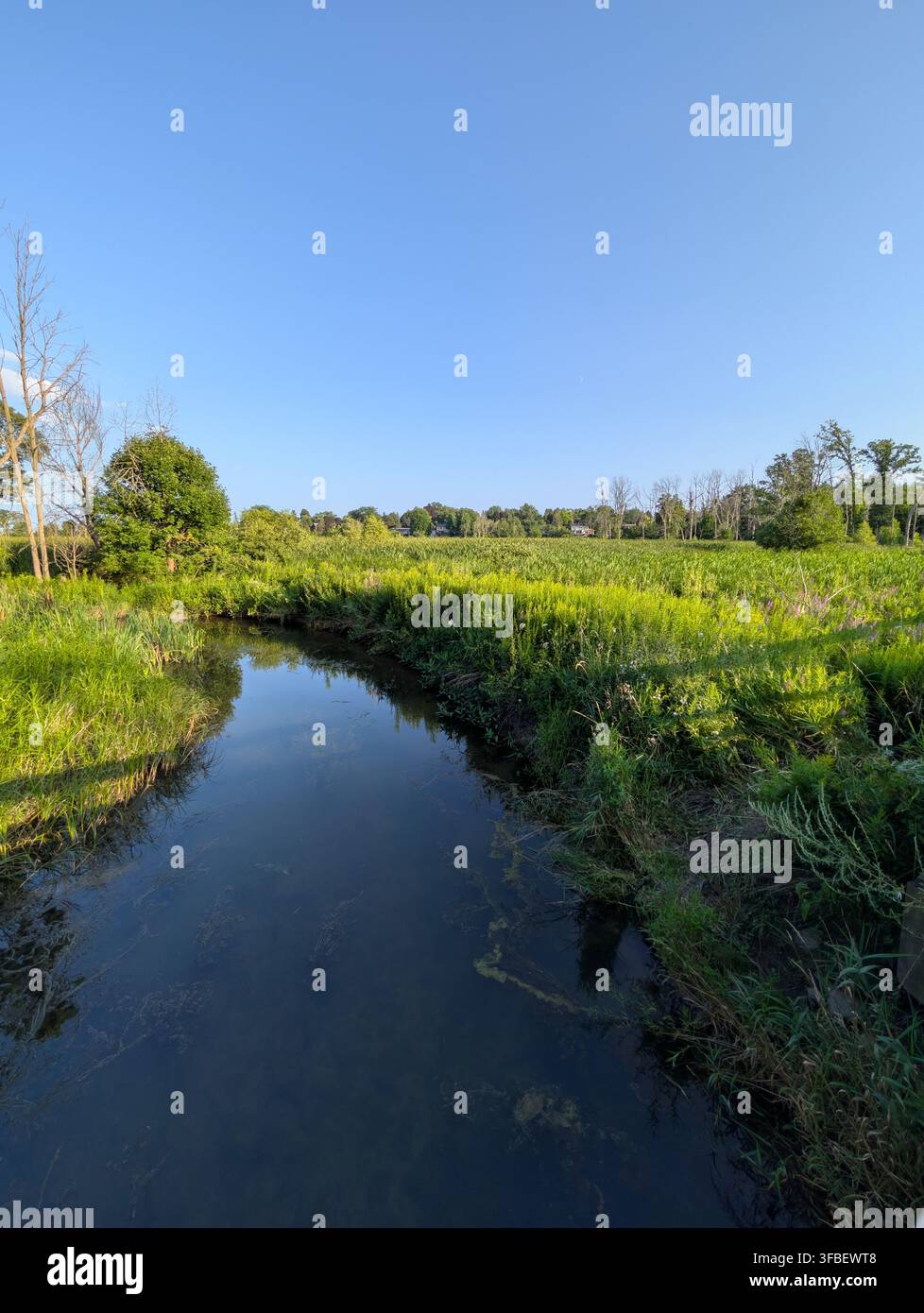 Sommermorgen am Fluss mit erstaunlich grünen Bäumen und Gras und ruhigem Strömungswasser. Natur von Ontario, Kanada - Smartphone-aufgenommenes Stockfoto