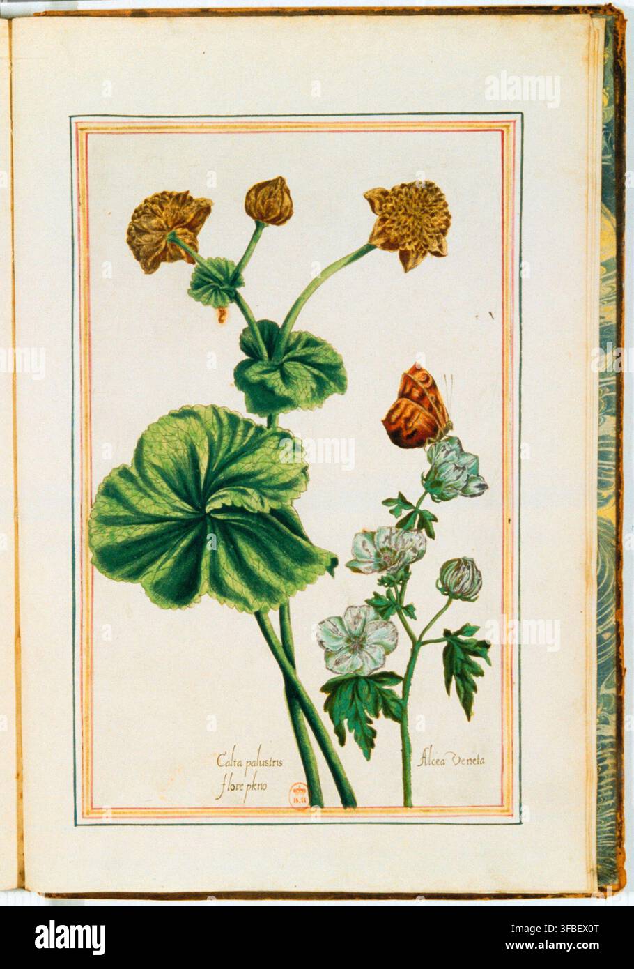 Eine botanische Illustration von 1608 von Calta palustris, auch bekannt als Sumpfdotterblume, und Alcea Veneta, mit dem Exemplar in voller Blüte, aus einem Druck des 17. Jahrhunderts. Stockfoto