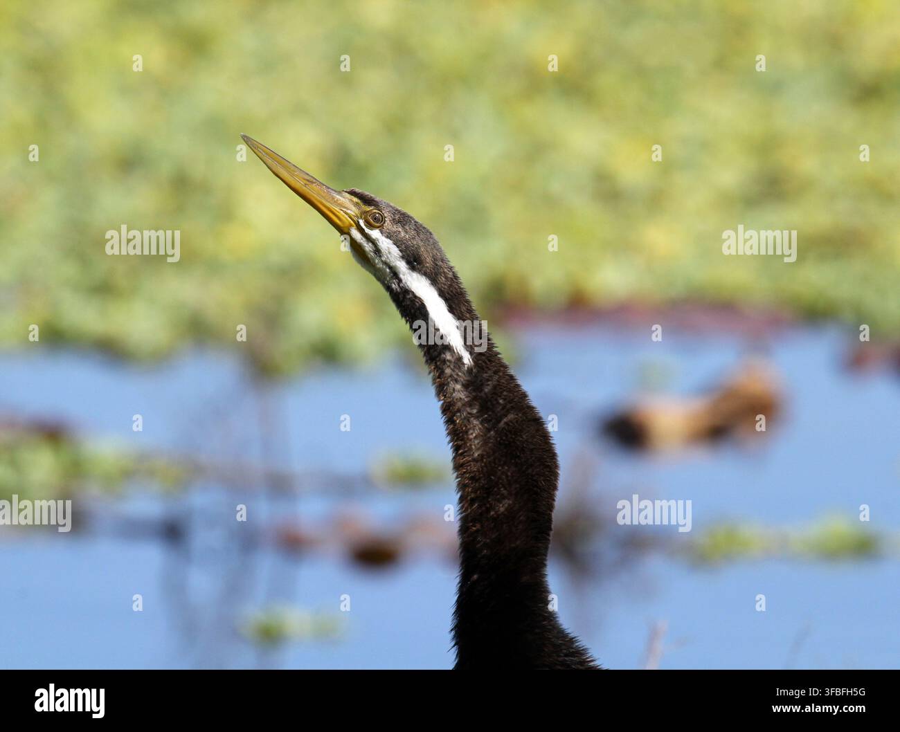 Australasische Bienenfresser streckt seinen langen Hals mit einem scharfen, spitzen Schnabel vor einem verschwommenen Feuchtgebiets-Hintergrund Stockfoto