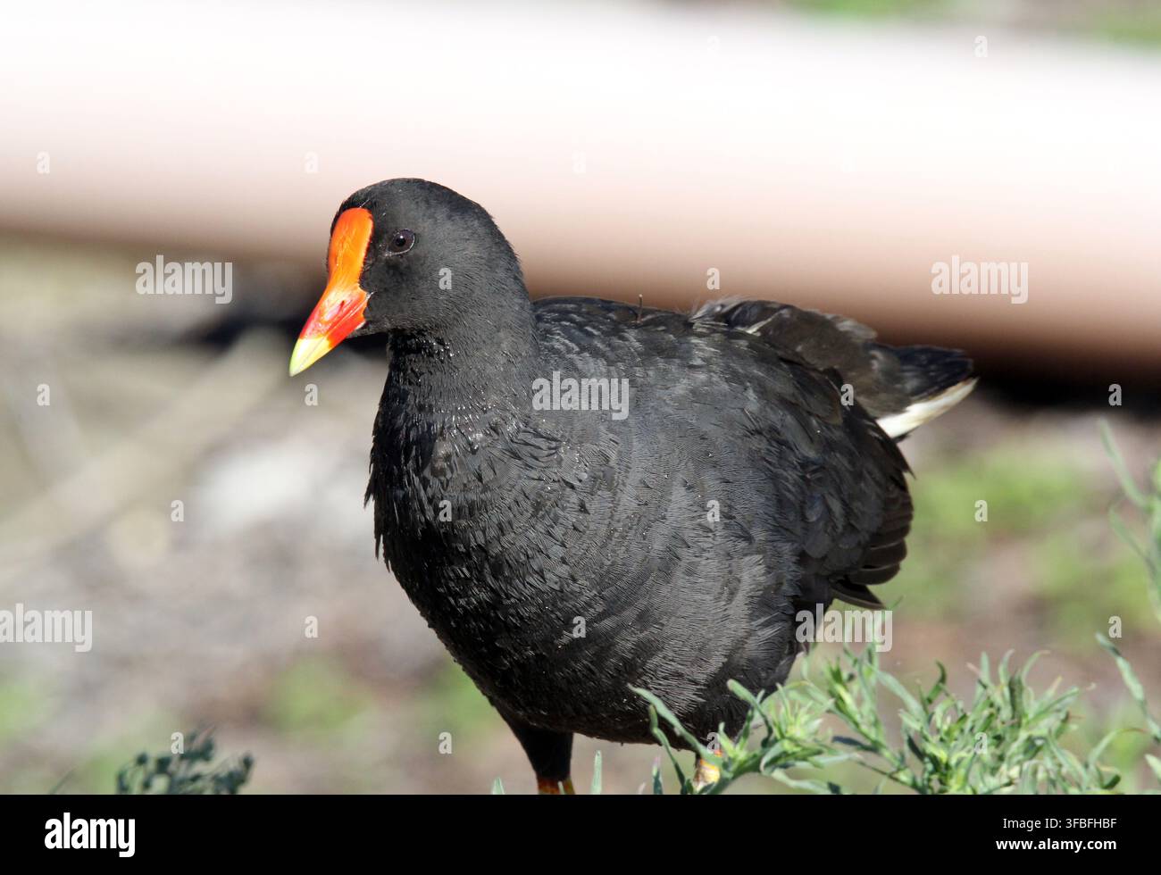 Erwachene Dunkle Blässhuhn (Gallinula tenebrosa) zeigt sein hellrotes Stirnschild und den gelb gespitzten Schnabel in Australien Stockfoto