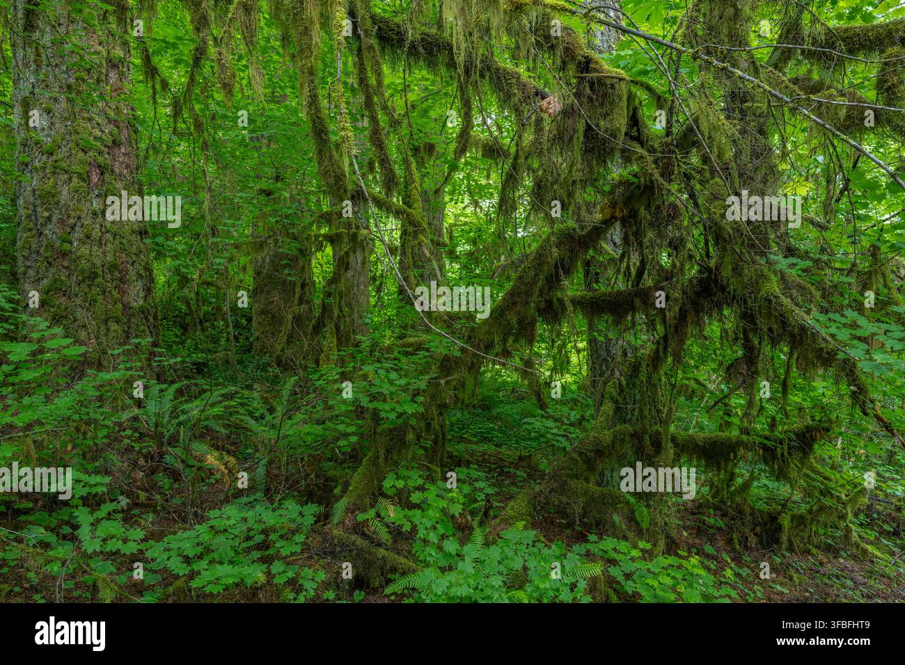 Entdecke lebendige grüne Pfade und verwickelte Bäume in Silver Falls. Stockfoto