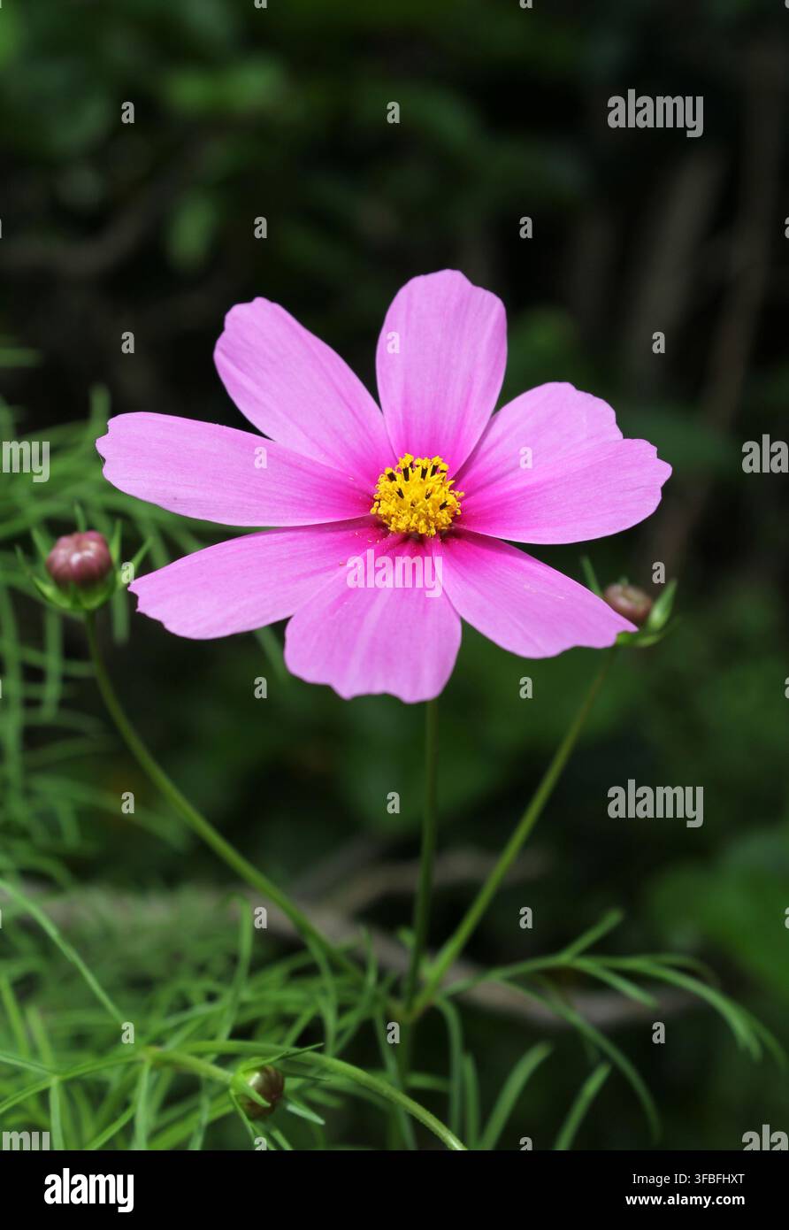 Rosa Gartenkosmee-Blüte (Cosmos bipinnatus) mit einem hellgelben Zentrum, die in einer grünen Gartenumgebung blüht Stockfoto