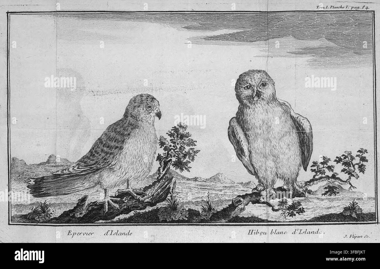 Ein Druck von 1750 von J. Flipart, der den Epervier d'Islande und Hibou blanc d'Islande zeigt, mit der Abbildung referenziert in Tom.I, Planche I, Seite 84. Stockfoto