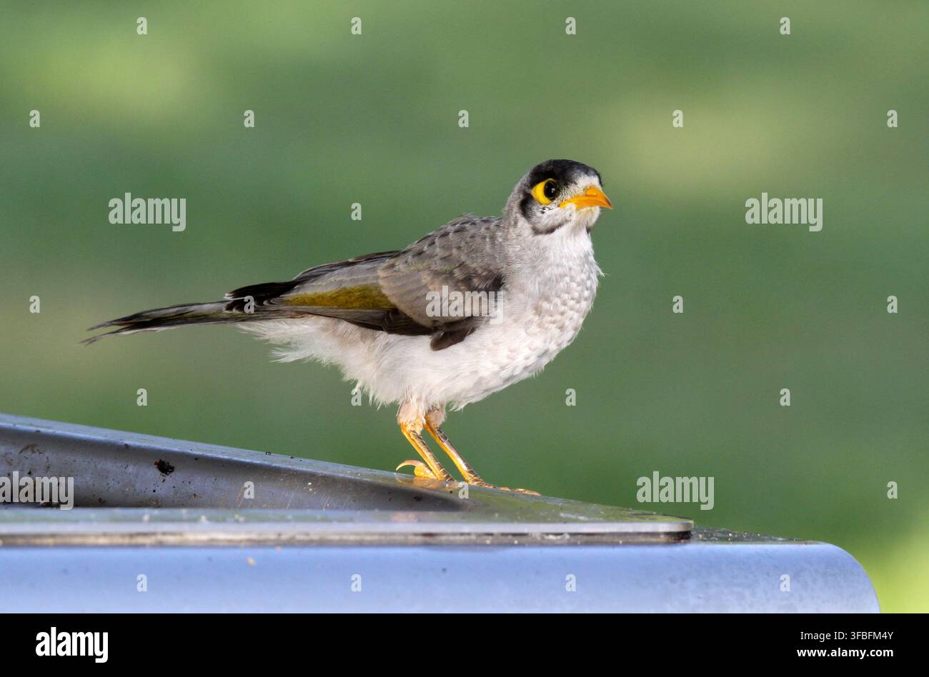 Ein australischer Lautminervogel, der auf einer silbernen Metallstruktur steht, wobei sein graues Gefieder und der gelbe Augenfleck hervorgehoben sind Stockfoto