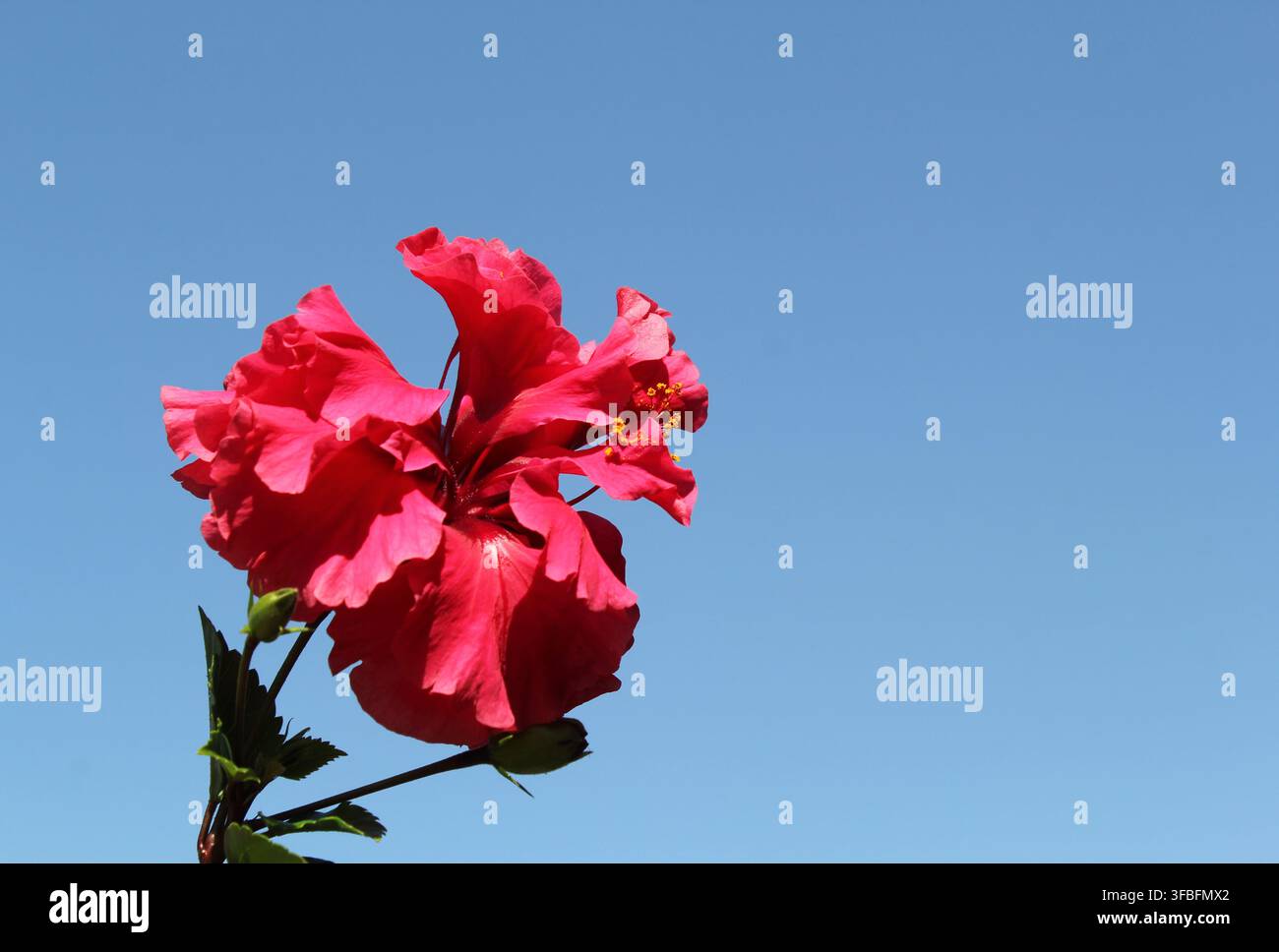 Eine rote Doppelhibiskusblüte blüht lebhaft vor einem weiten, klaren blauen Himmelhintergrund und bietet reichlich Kopierraum Stockfoto