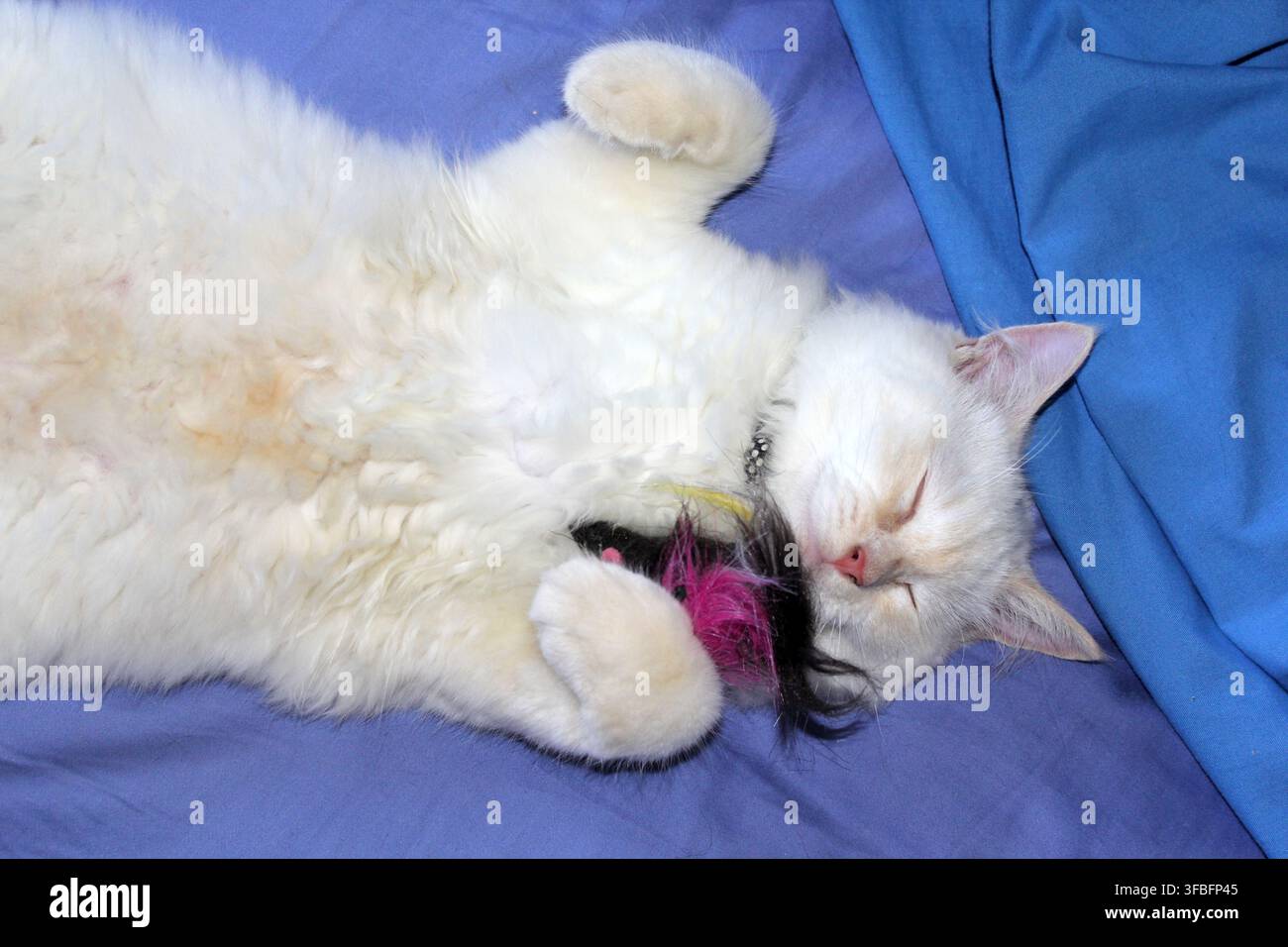 Eine niedliche rote Flame-Point-Ragdoll-Katze schläft friedlich auf dem Kopf liegend auf einer hellblauen Decke, während sie ein Spielzeug hält Stockfoto