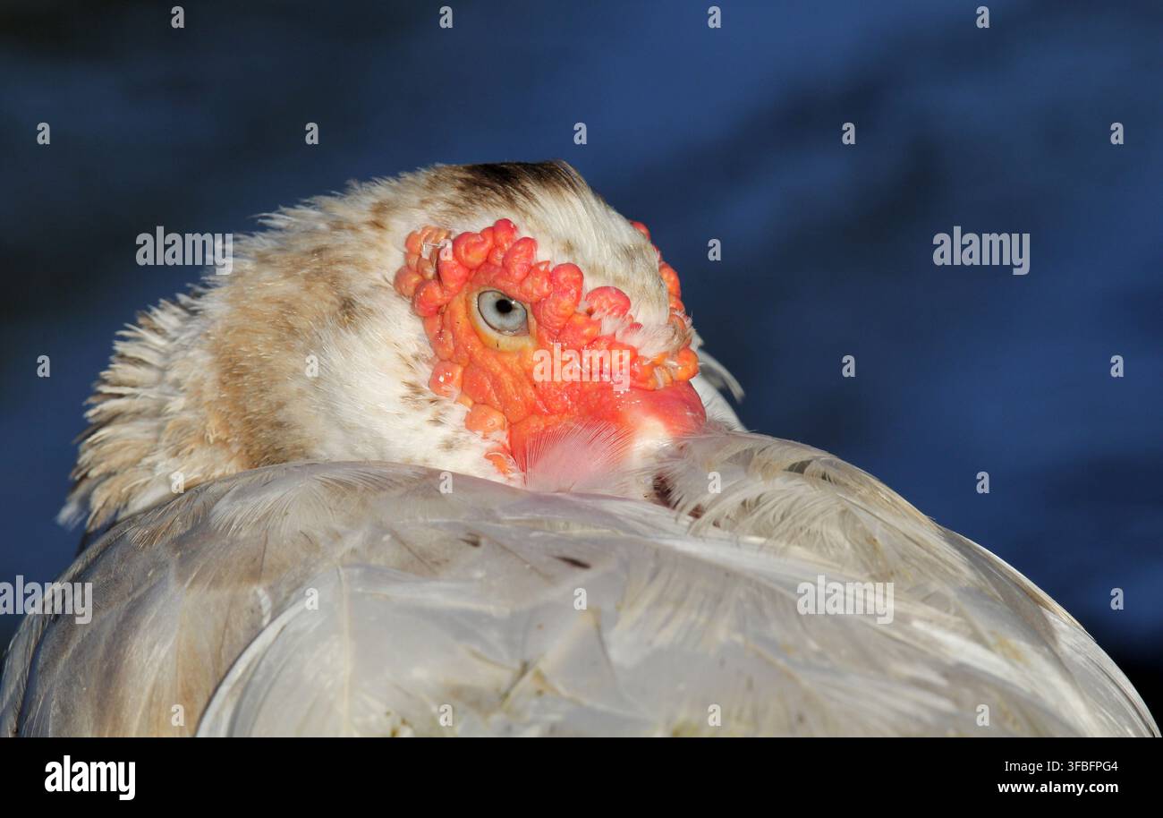 Eine erwachsene Hausente der Muscovy-Art zeigt ausgeprägte rote Gesichtsvergrößerungen, während sie sich vor einem dunklen Hintergrund ausruht Stockfoto
