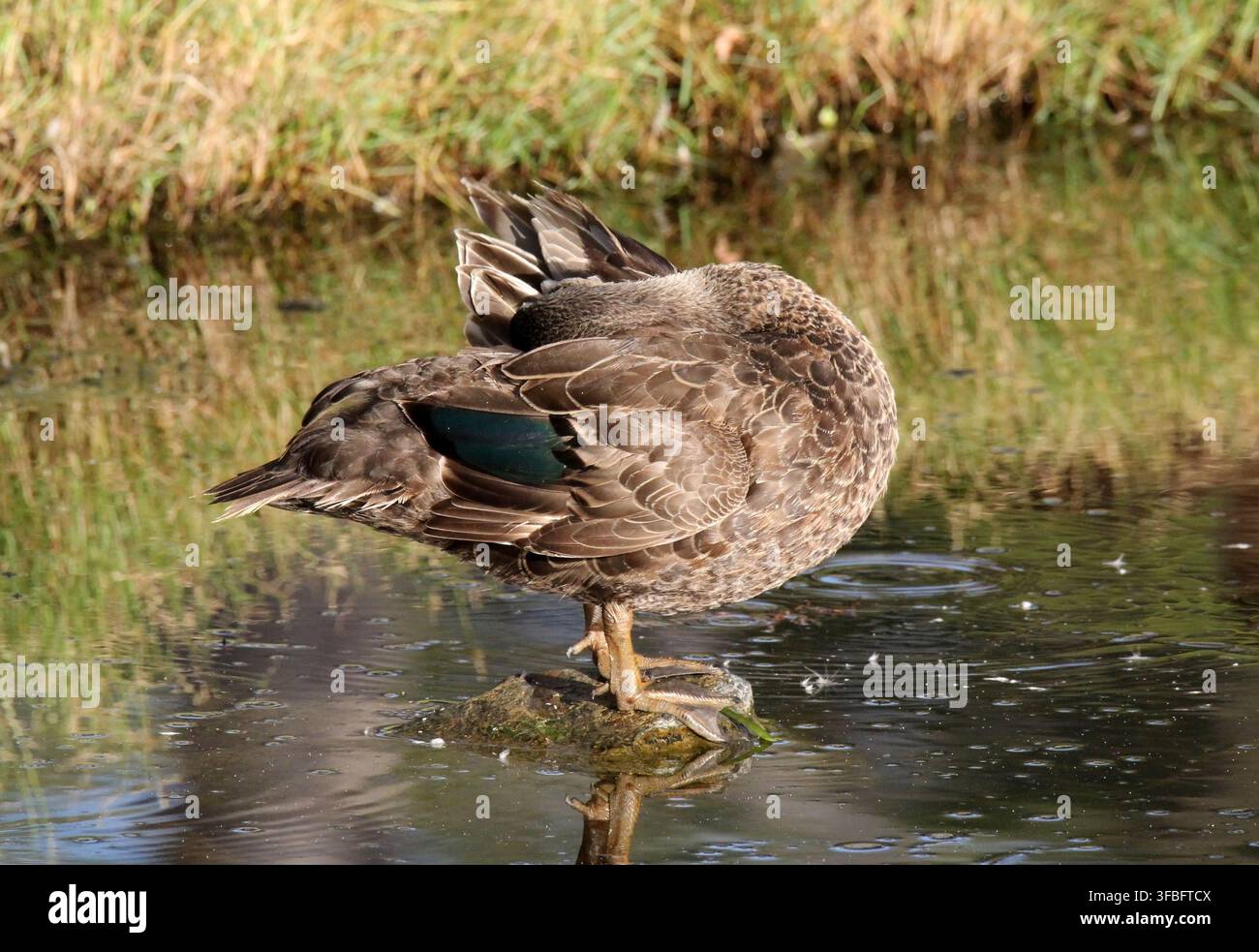 Eine pazifische Schwarzente steht auf einem Felsen am Ufer eines Teiches, wendet sich ab, während sie ihre Rückenfedern putzt, und zeigt ihr leuchtend grünes Spiegelchen Stockfoto