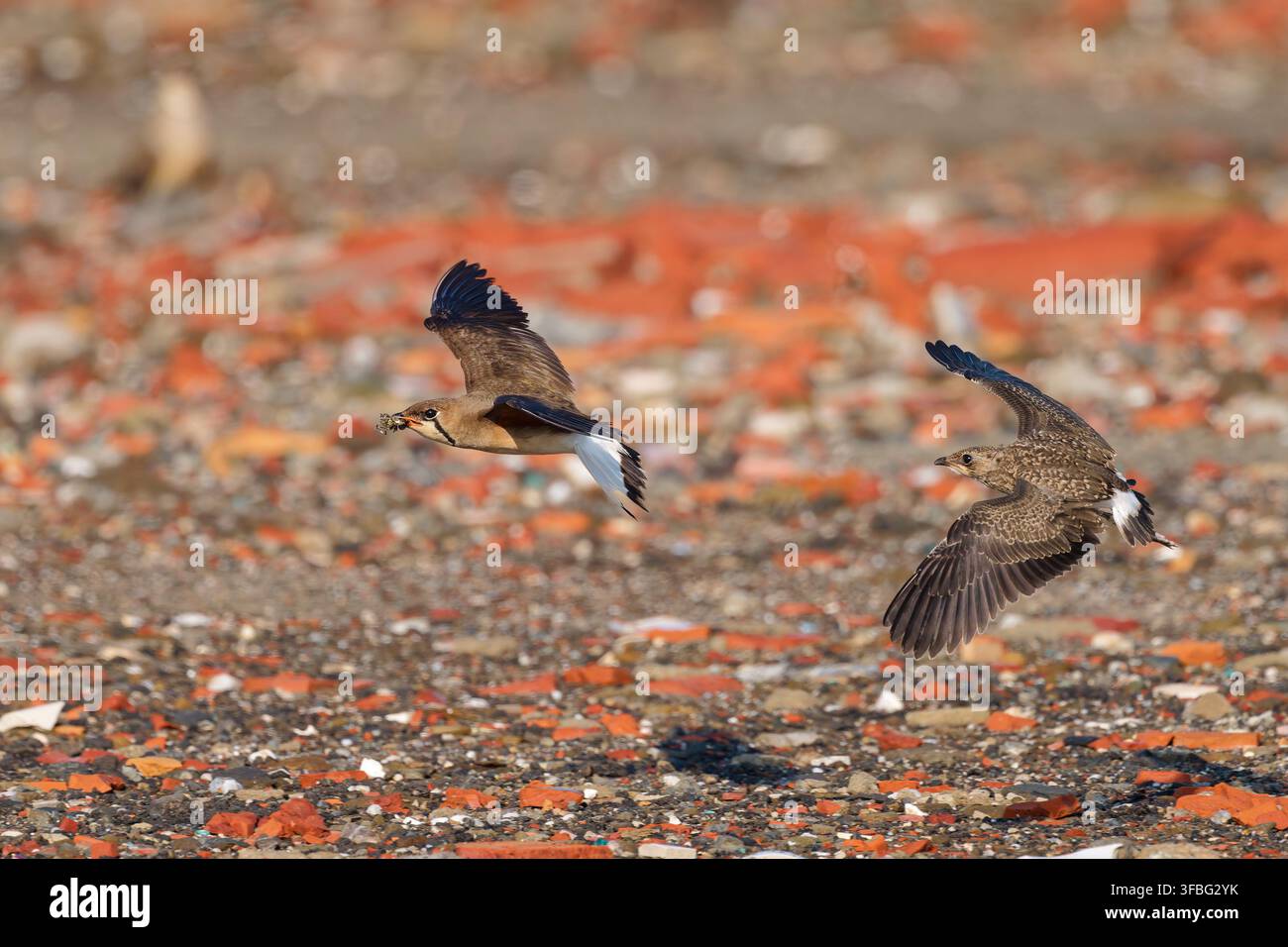 Erwachener orientalischer Brachvogel trägt Nahrung im Flug, gefolgt von einem Jungvogel Stockfoto