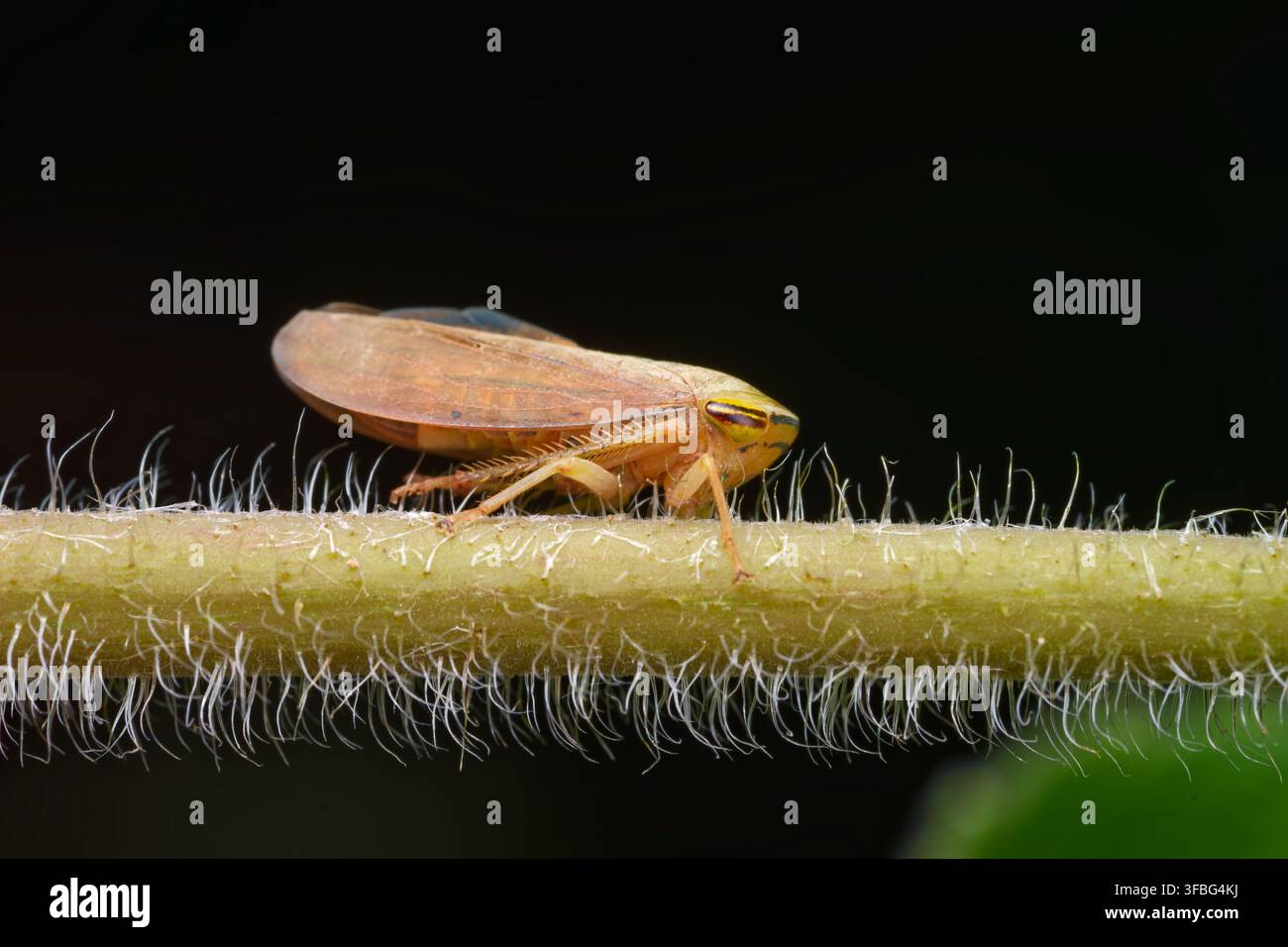 Blattlaus auf haarigem Pflanzenstängel, Makro-Seitenansicht Stockfoto