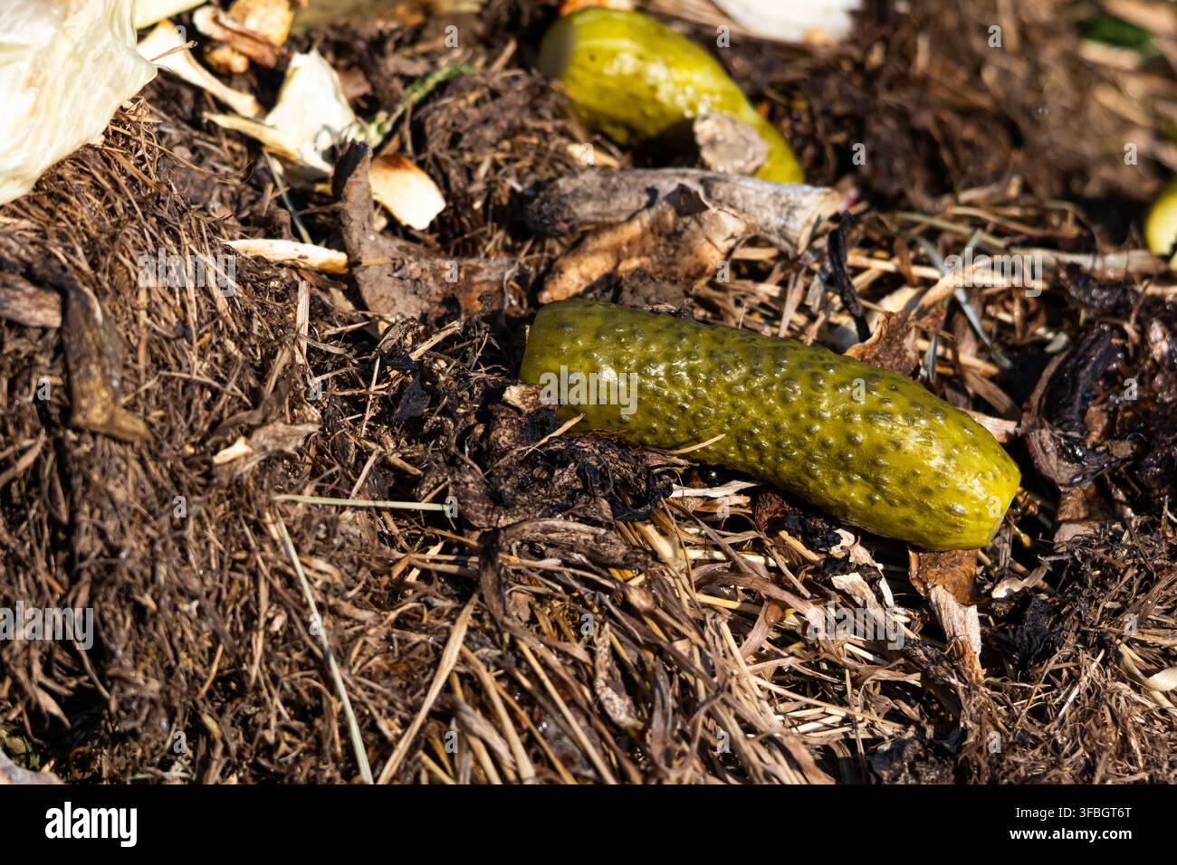 Frische Gurke, die auf einem Komposthaufen mit trockenem Stroh und Küchenresten unter hartem Sonnenlicht geworfen wird. Die Szene veranschaulicht organische Recycling und natürliche Abfallverwertung. Stockfoto