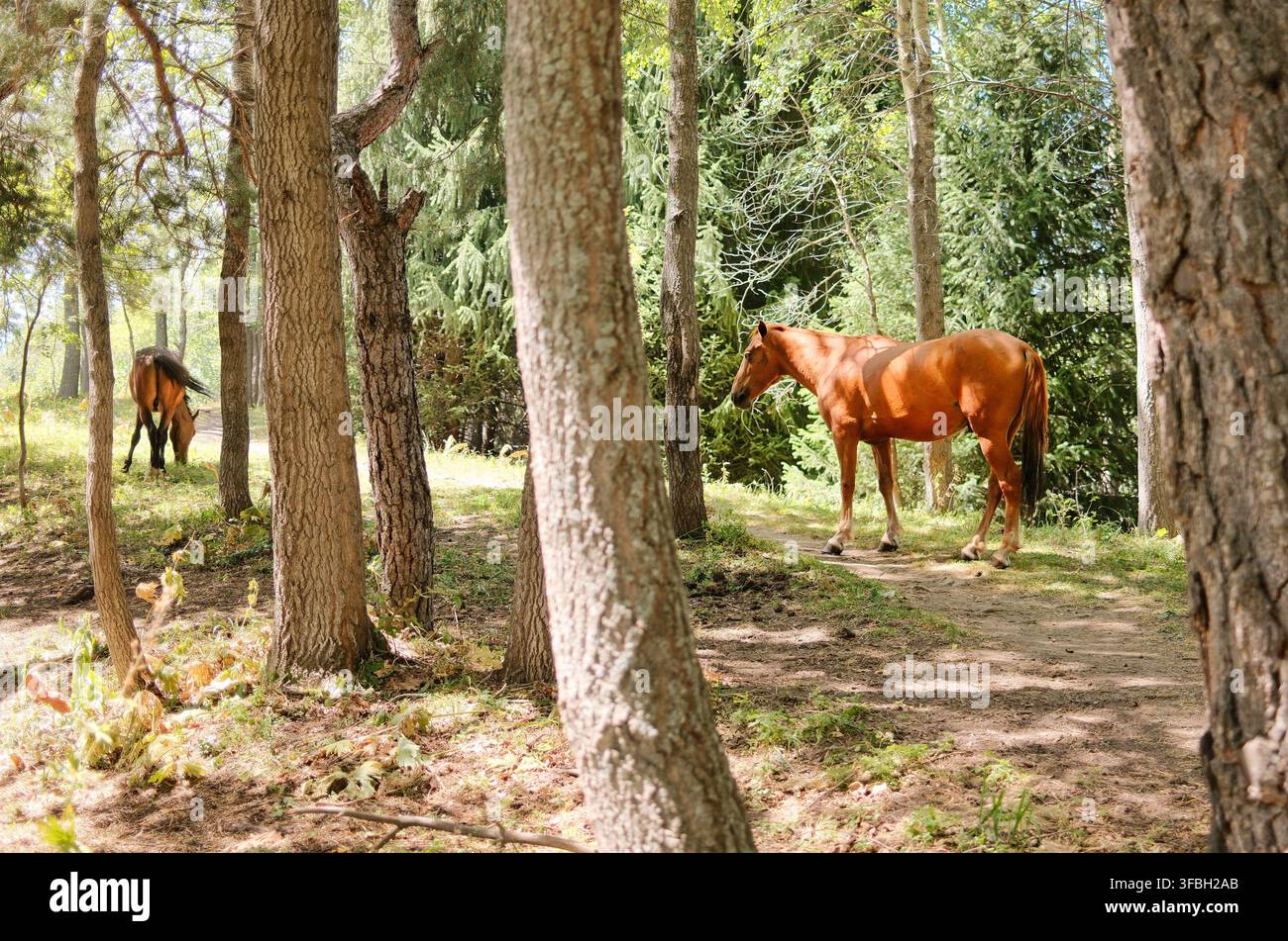 Castanienbrauner Pferd steht tiefer in einer Waldlandschaft, natürlich eingerahmt von Baumstämmen und umgeben von üppiger Waldvegetation. Stockfoto