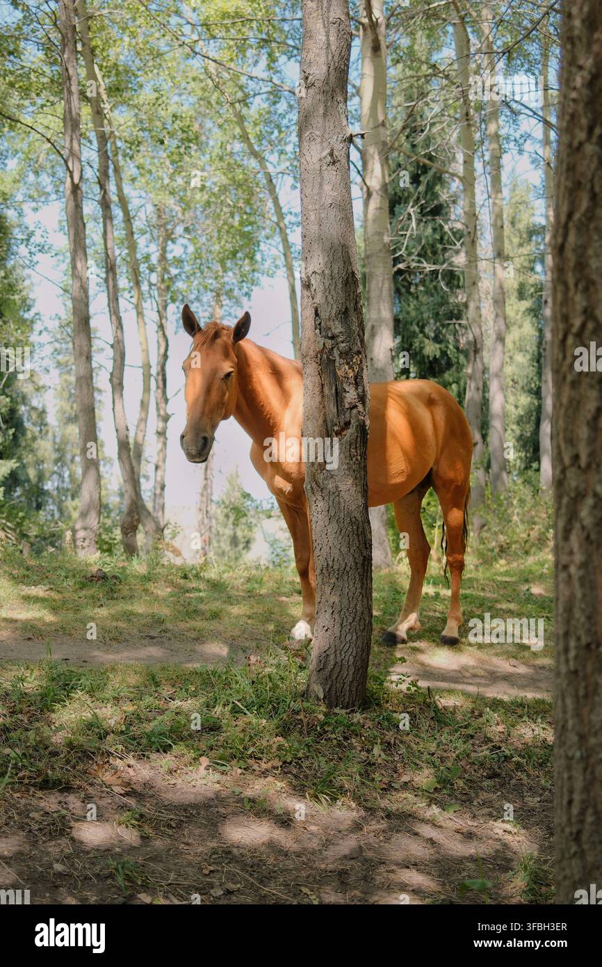 Vertikale Komposition eines Kastanienbraunen Pferdes, das zwischen hohen Wald Bäumen läuft, umgeben von natürlichem Grün und sanftem Waldbodenlicht. Stockfoto