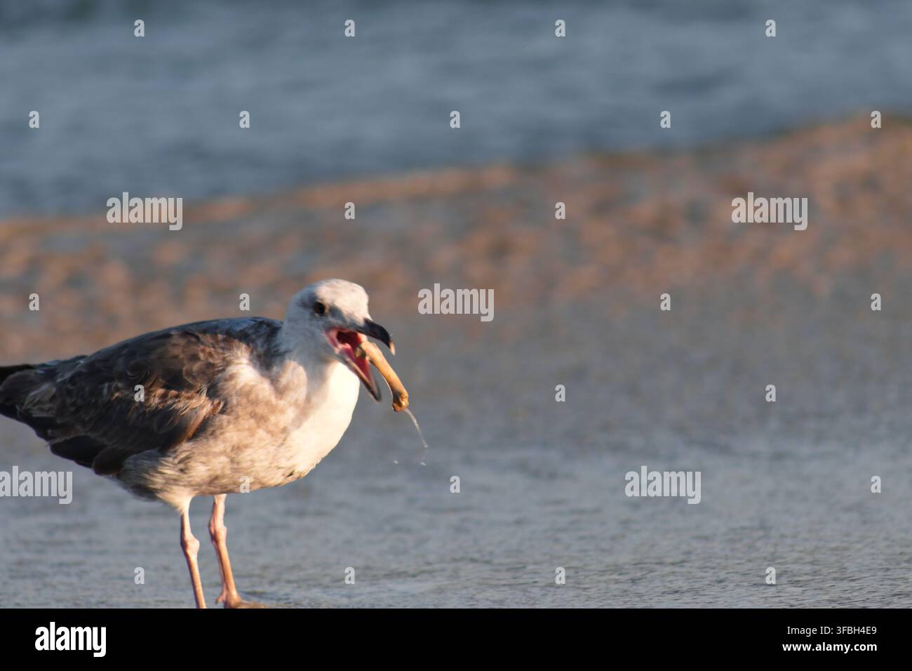 Möwe, die auf einem Hühnerknochen am Long-Beach-Ufer frisst Stockfoto