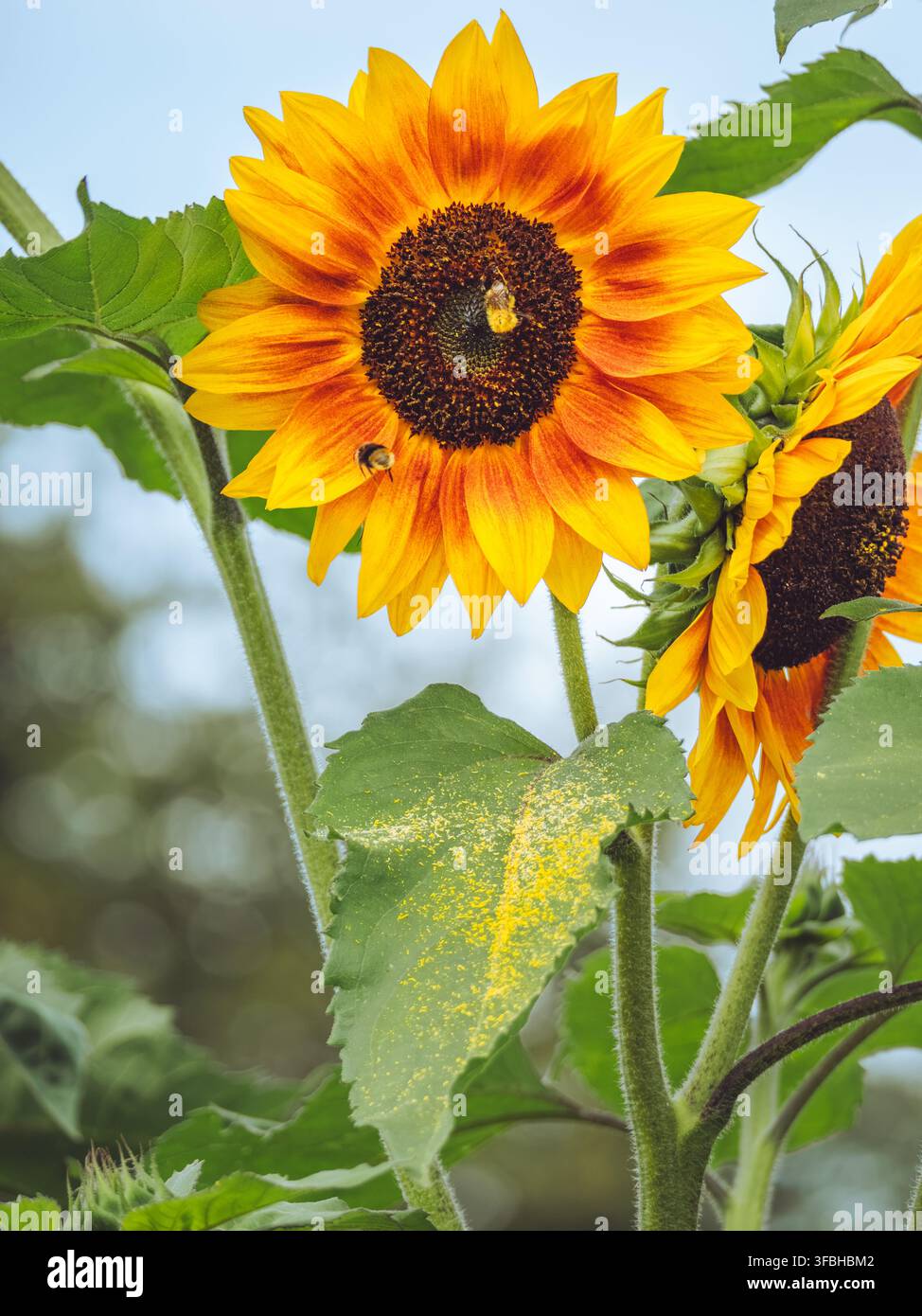 Eine Biene, die von einer 'Abendsonne'-Sonnenblume 'Helianthus annuus' füttert und Pollen auf das Blatt darunter schlägt Stockfoto