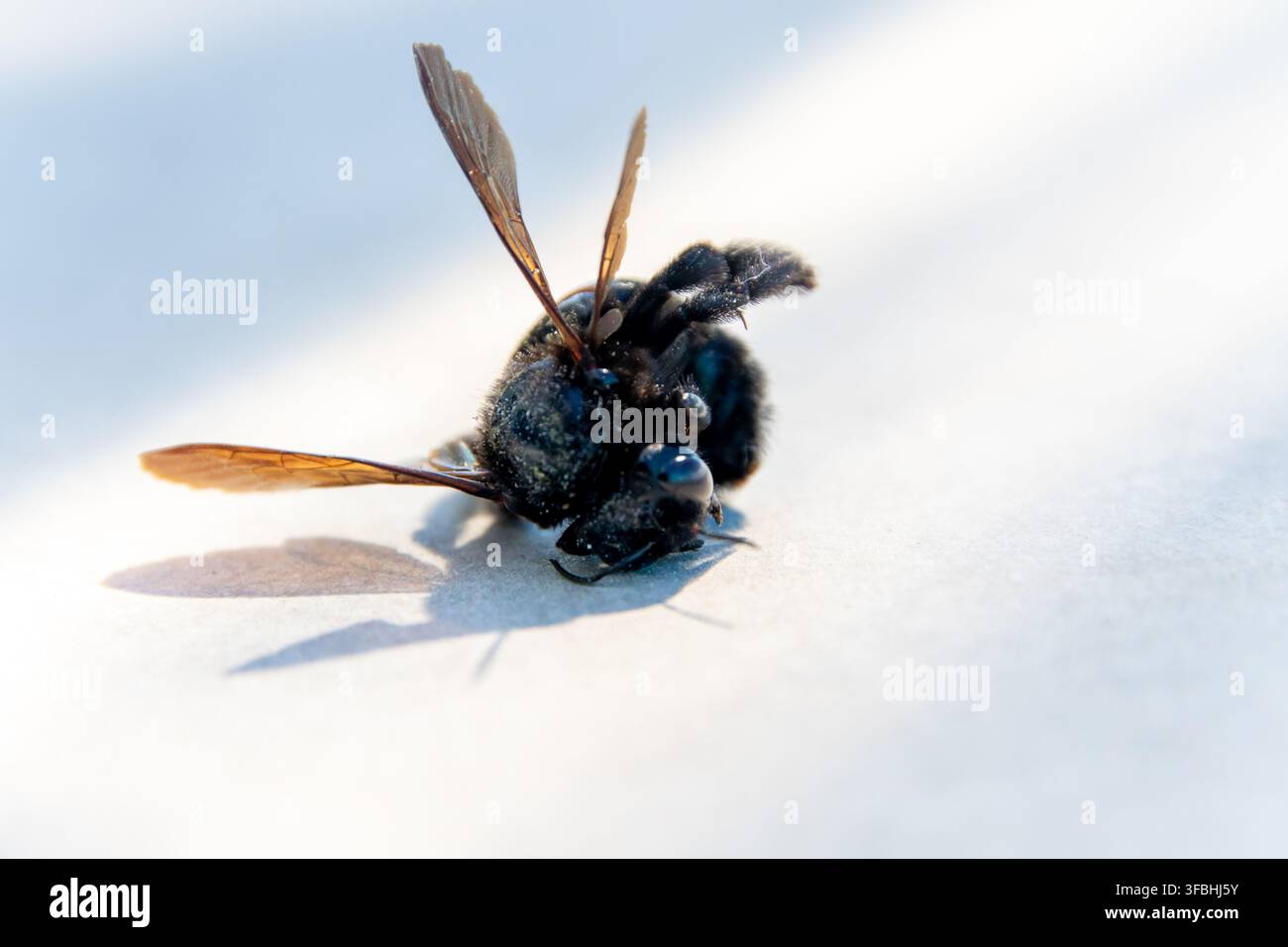Nahaufnahme einer dunklen Holzbienenart auf einer hellen Oberfläche im hellen Sonnenlicht, mit durchscheinenden braunen Flügeln und einem scharfen blauen Schatten. Stockfoto