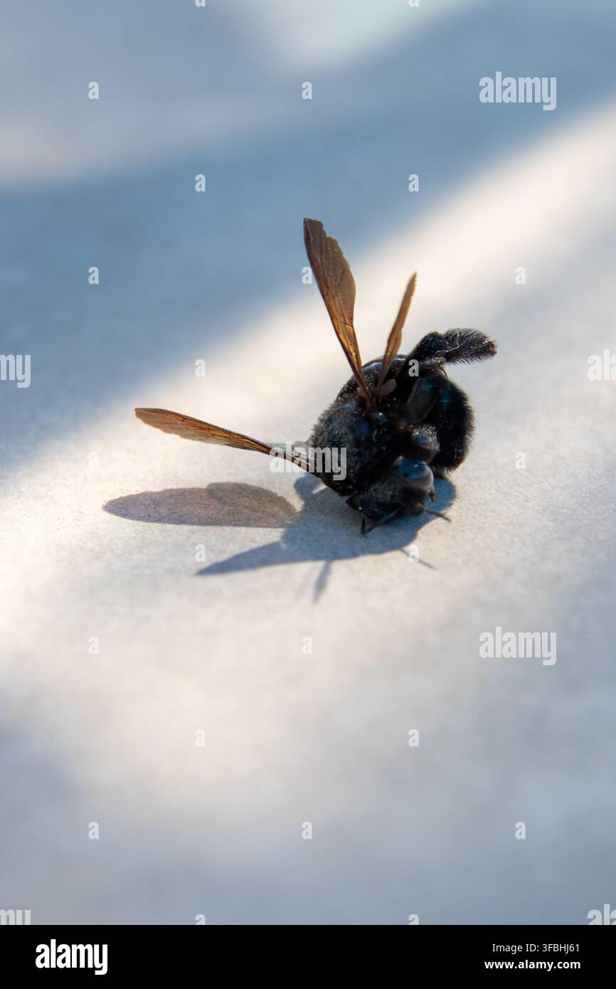Nahaufnahme einer dunklen Holzbienenart auf einer hellen Oberfläche im hellen Sonnenlicht, mit durchscheinenden braunen Flügeln und einem scharfen blauen Schatten. Stockfoto
