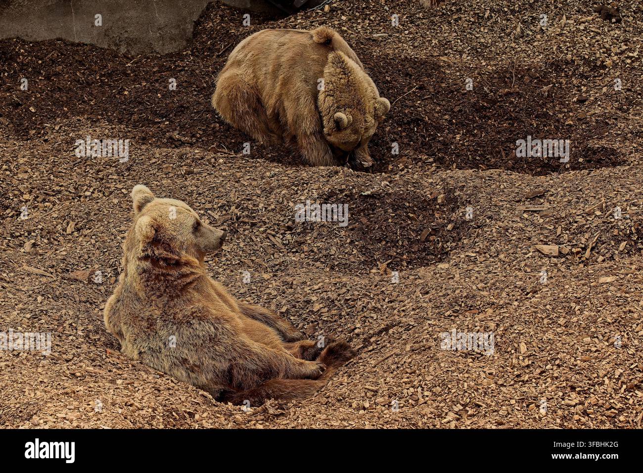 Eurasischer Braunbär (Ursus arctos arctos), der größte Spitzenräuber in Nordeuropa, Korkeasaari-Zoo, Helsinki, Finnland, Europa. Stockfoto